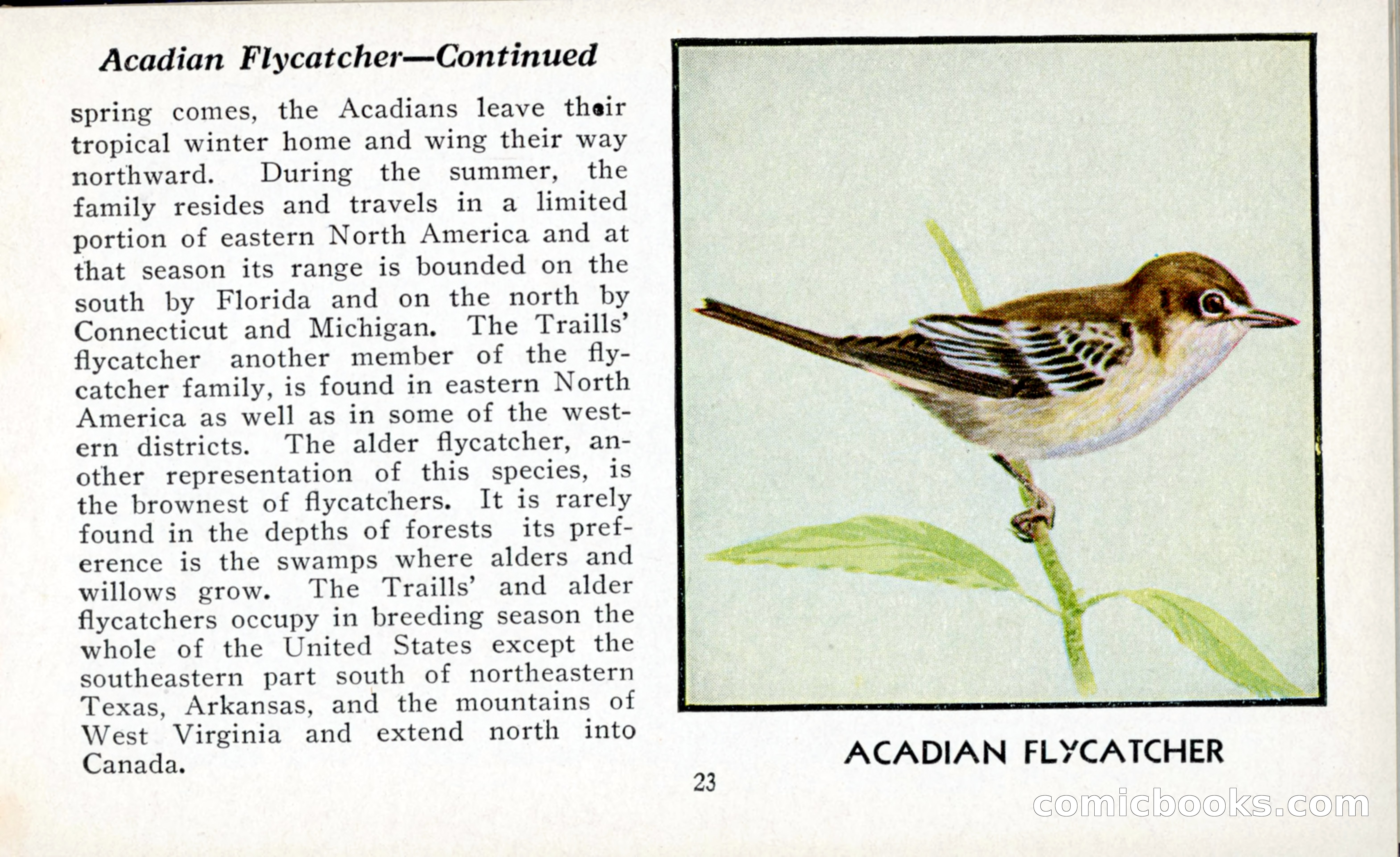 The Blue Book of Birds of America — page 24 of 98