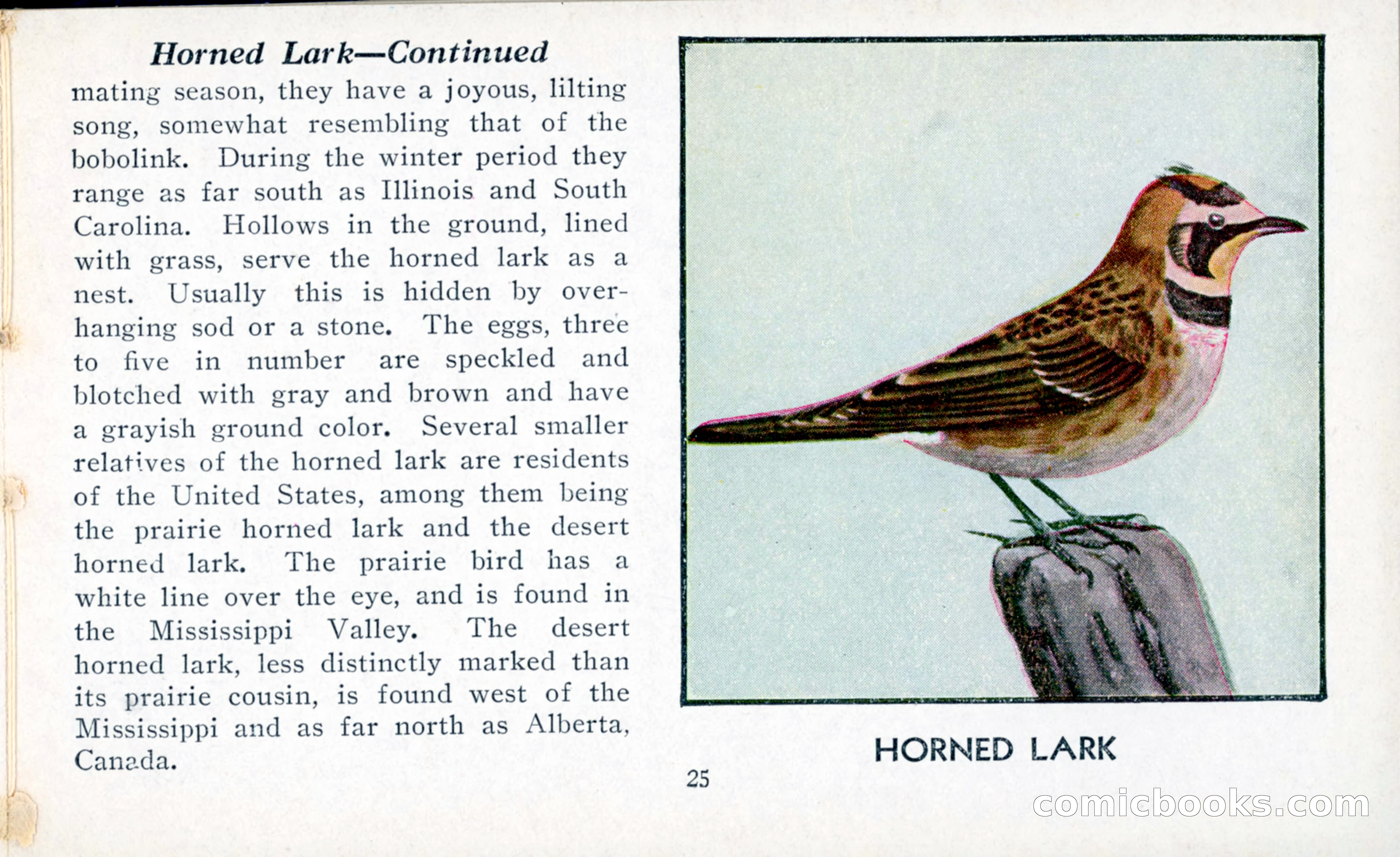 The Blue Book of Birds of America — page 26 of 98