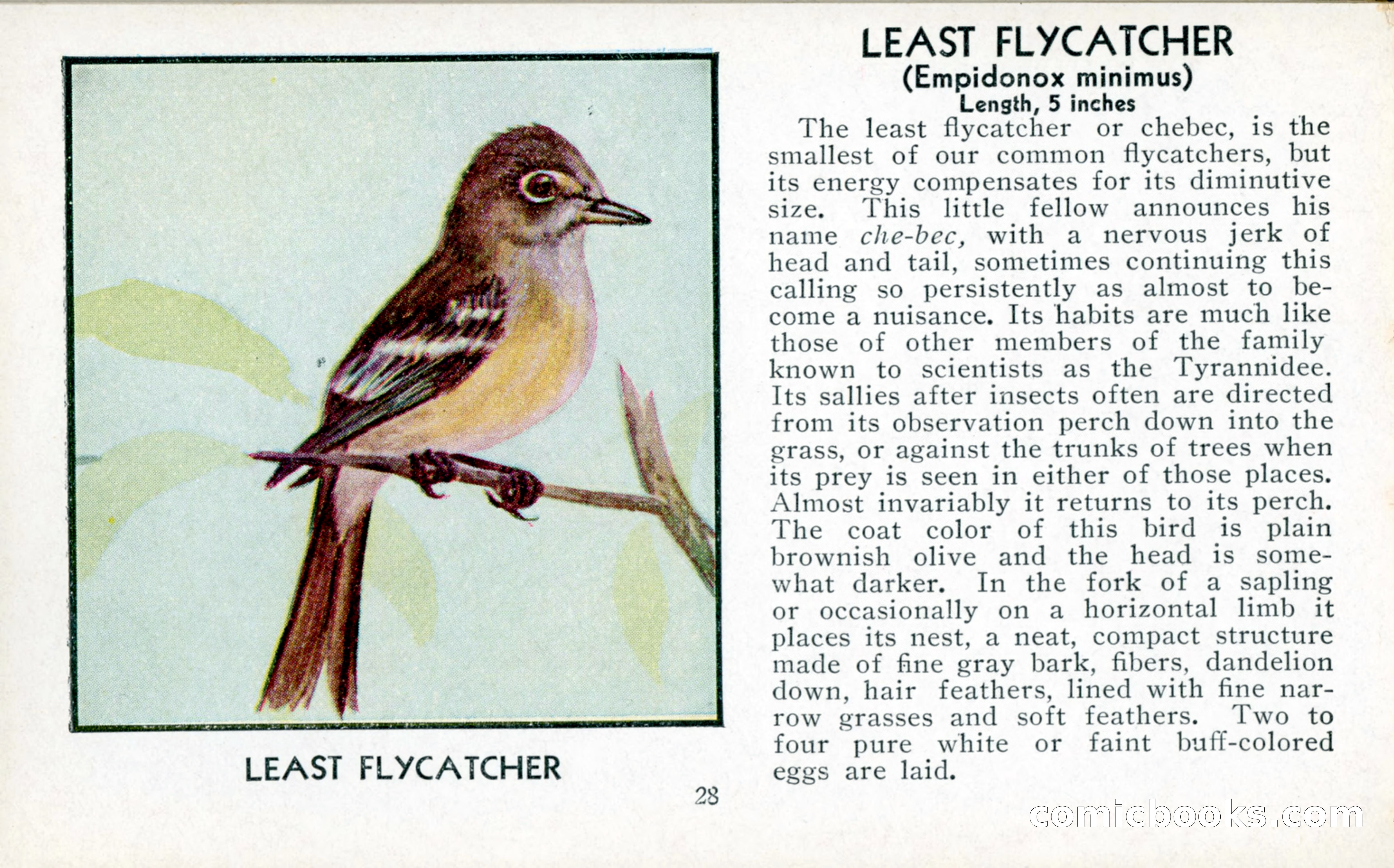 The Blue Book of Birds of America — page 29 of 98