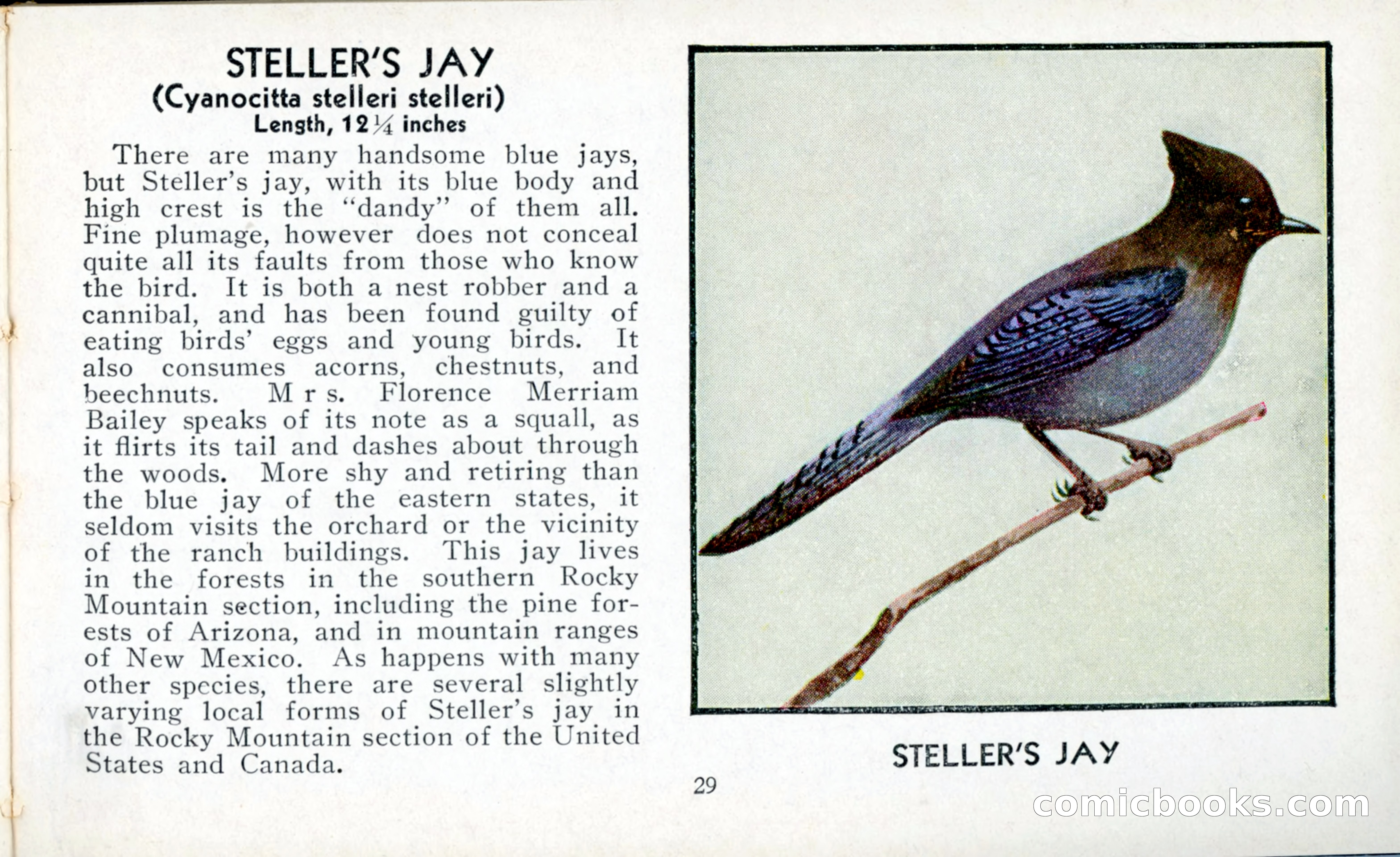 The Blue Book of Birds of America — page 30 of 98