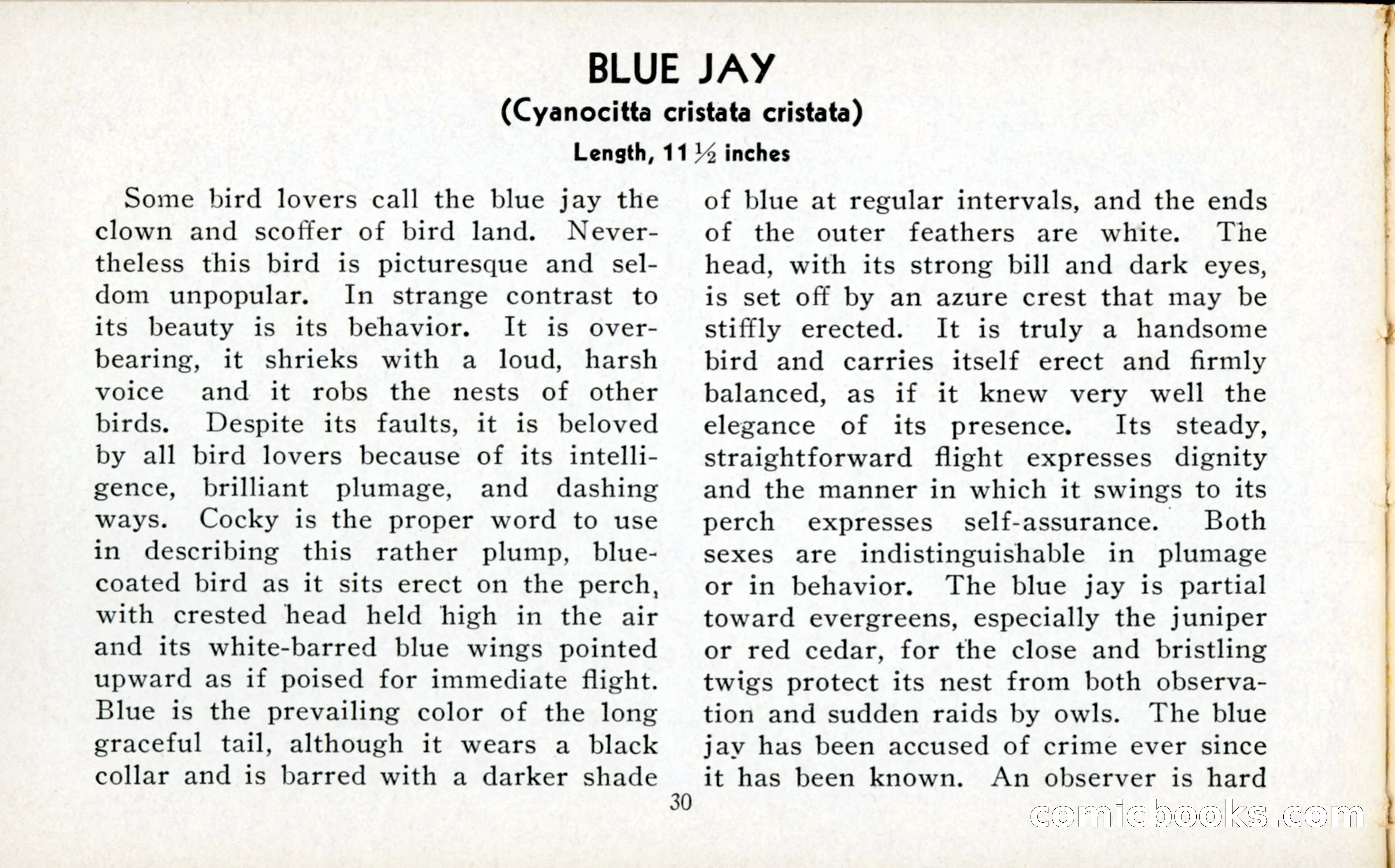 The Blue Book of Birds of America — page 31 of 98