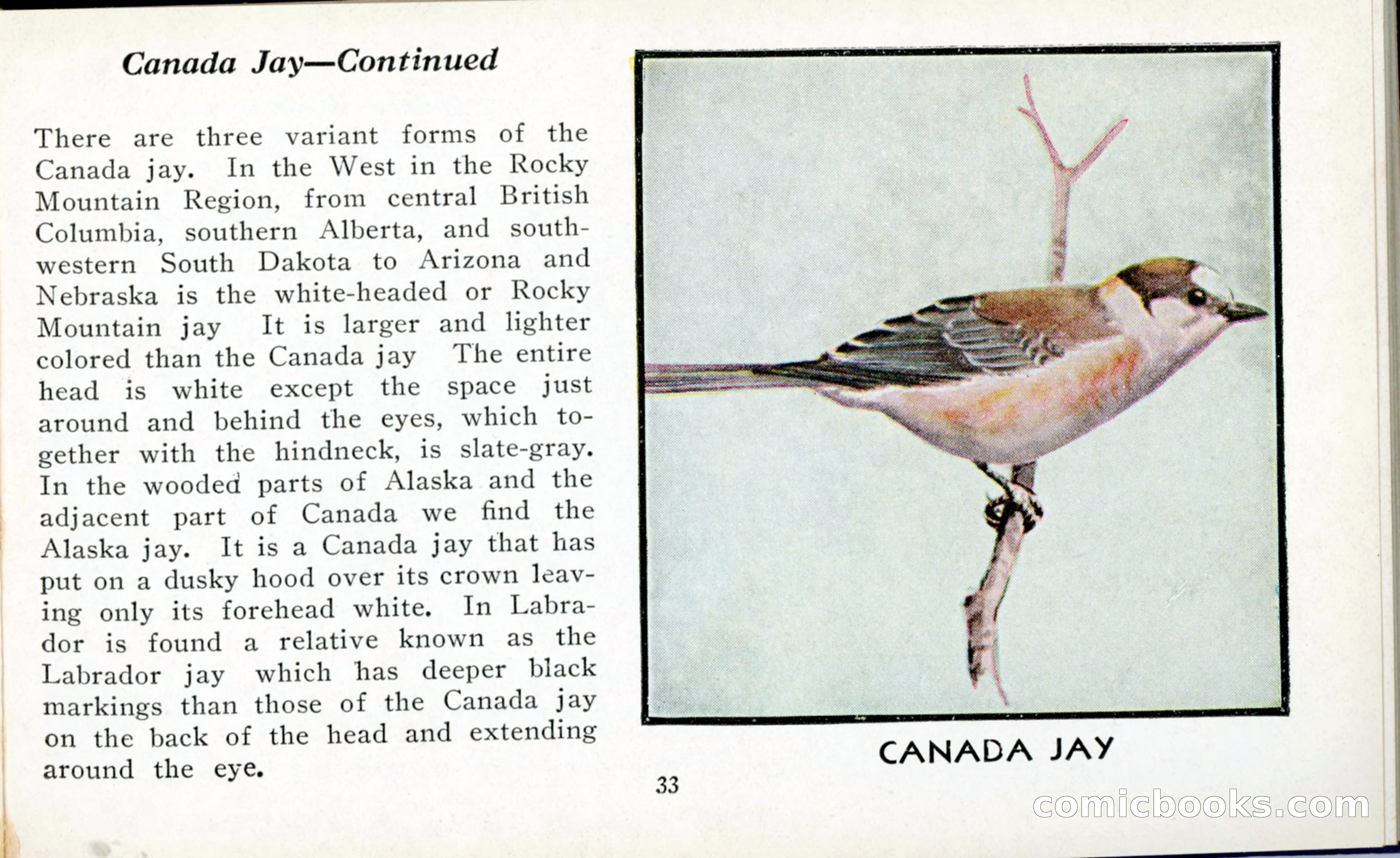 The Blue Book of Birds of America — page 34 of 98