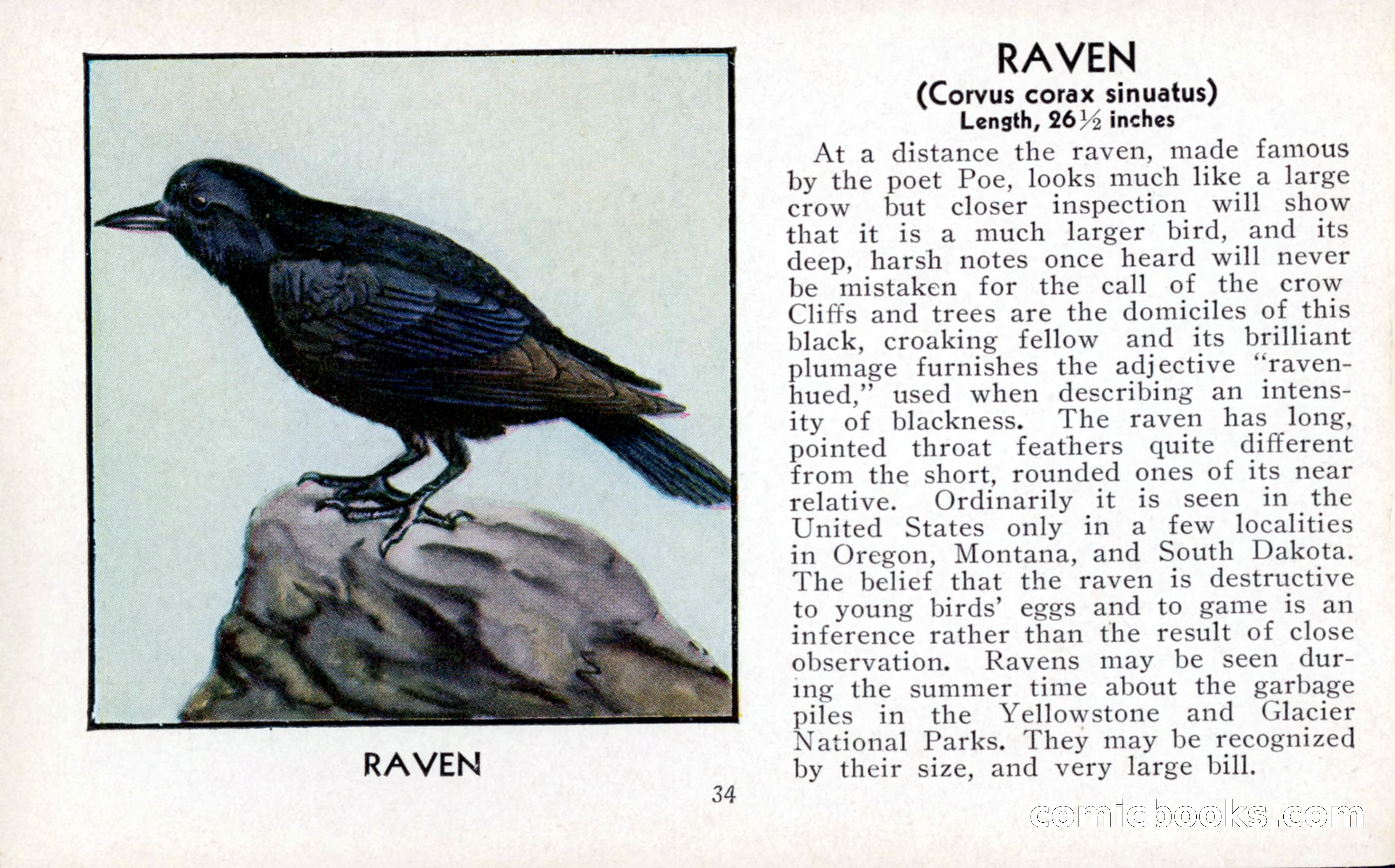 The Blue Book of Birds of America — page 35 of 98