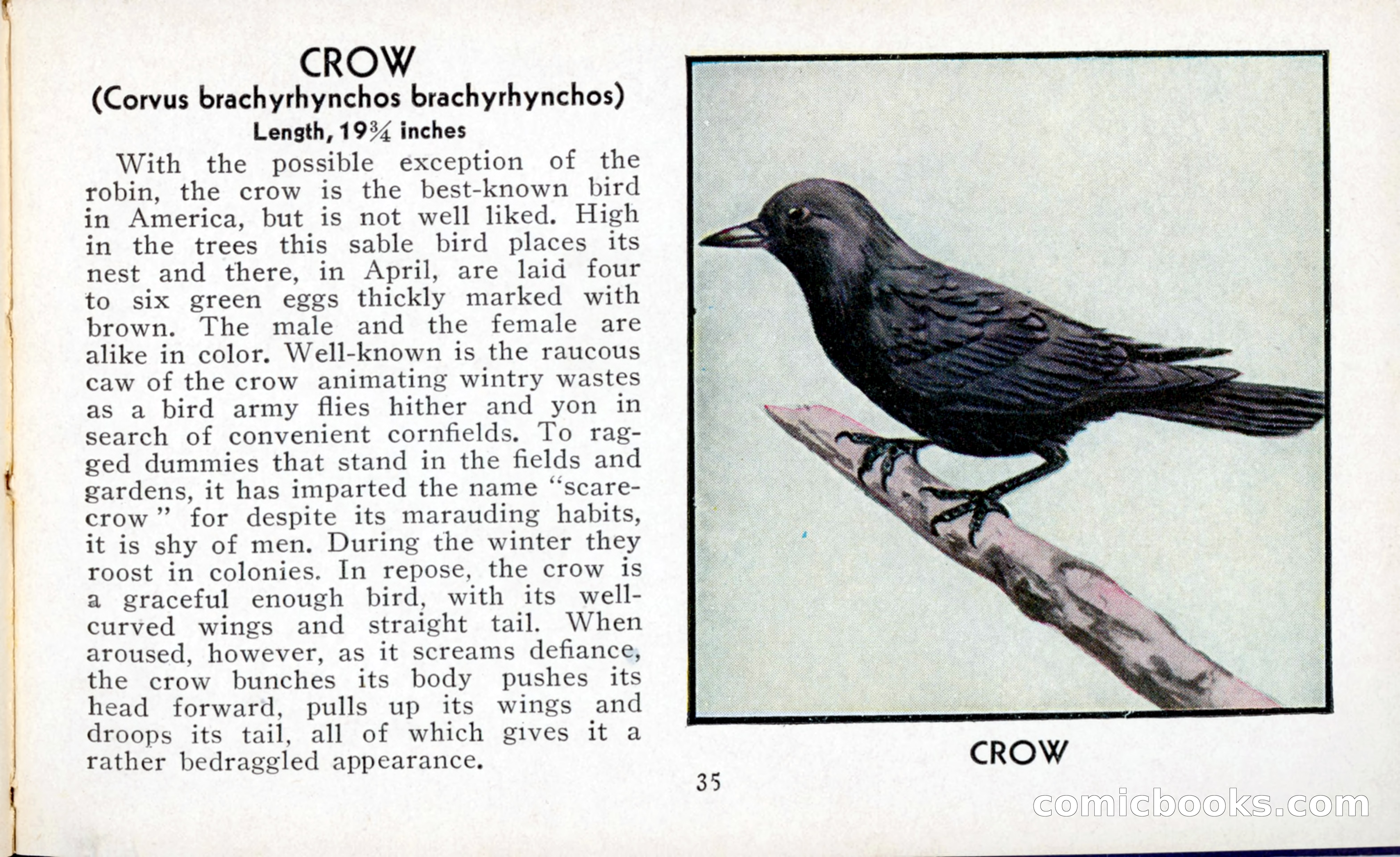 The Blue Book of Birds of America — page 36 of 98