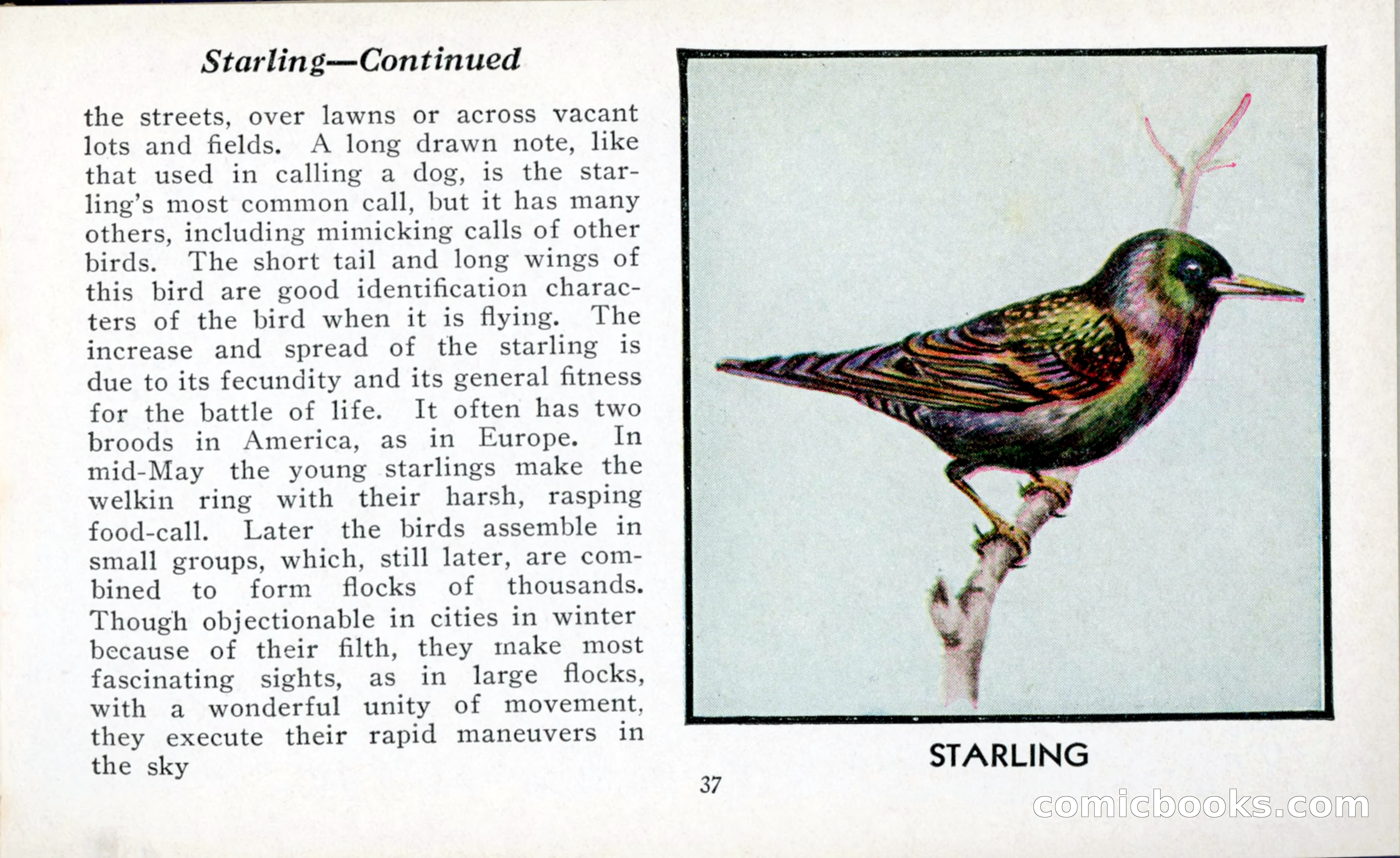 The Blue Book of Birds of America — page 38 of 98