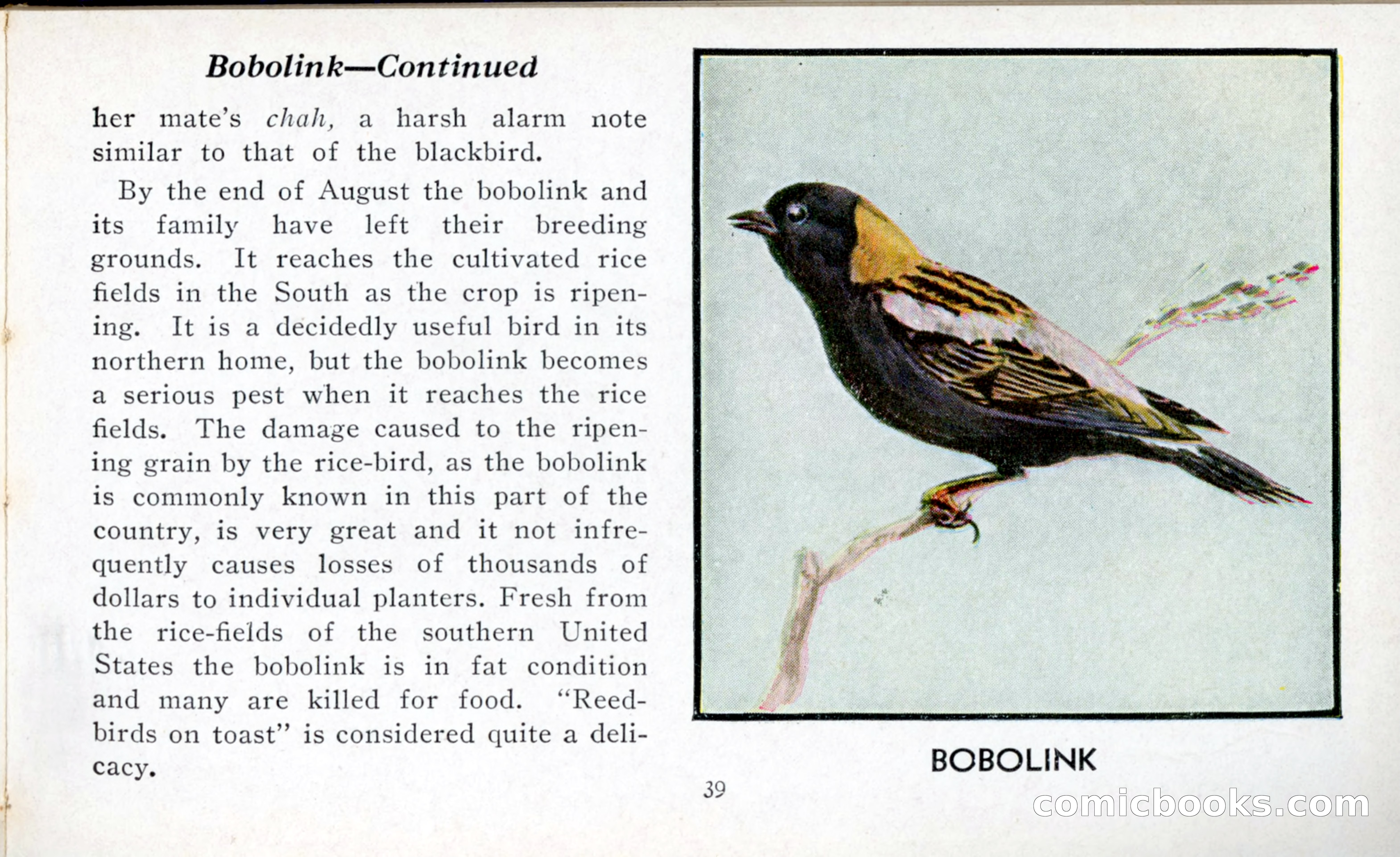 The Blue Book of Birds of America — page 40 of 98