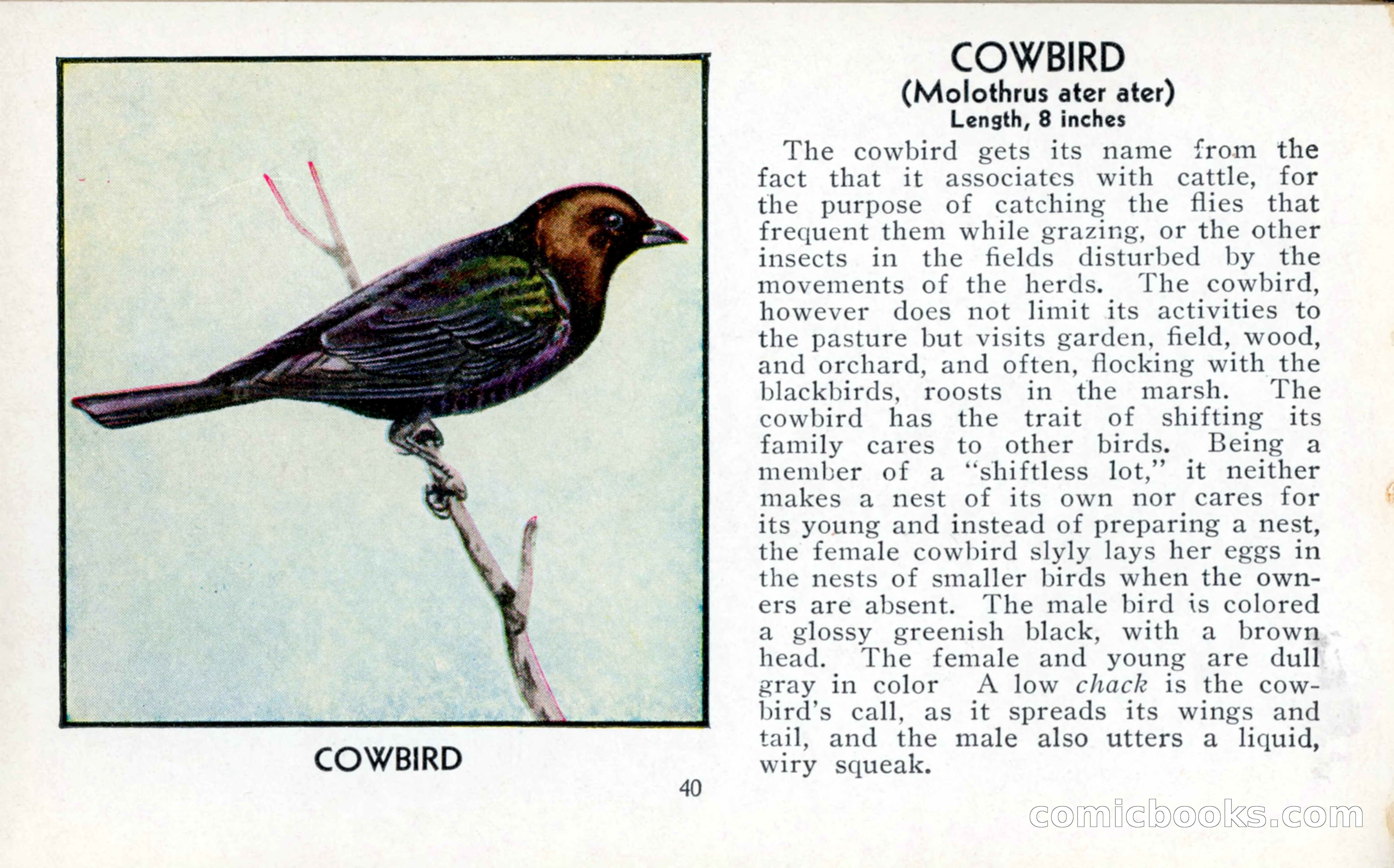 The Blue Book of Birds of America — page 41 of 98