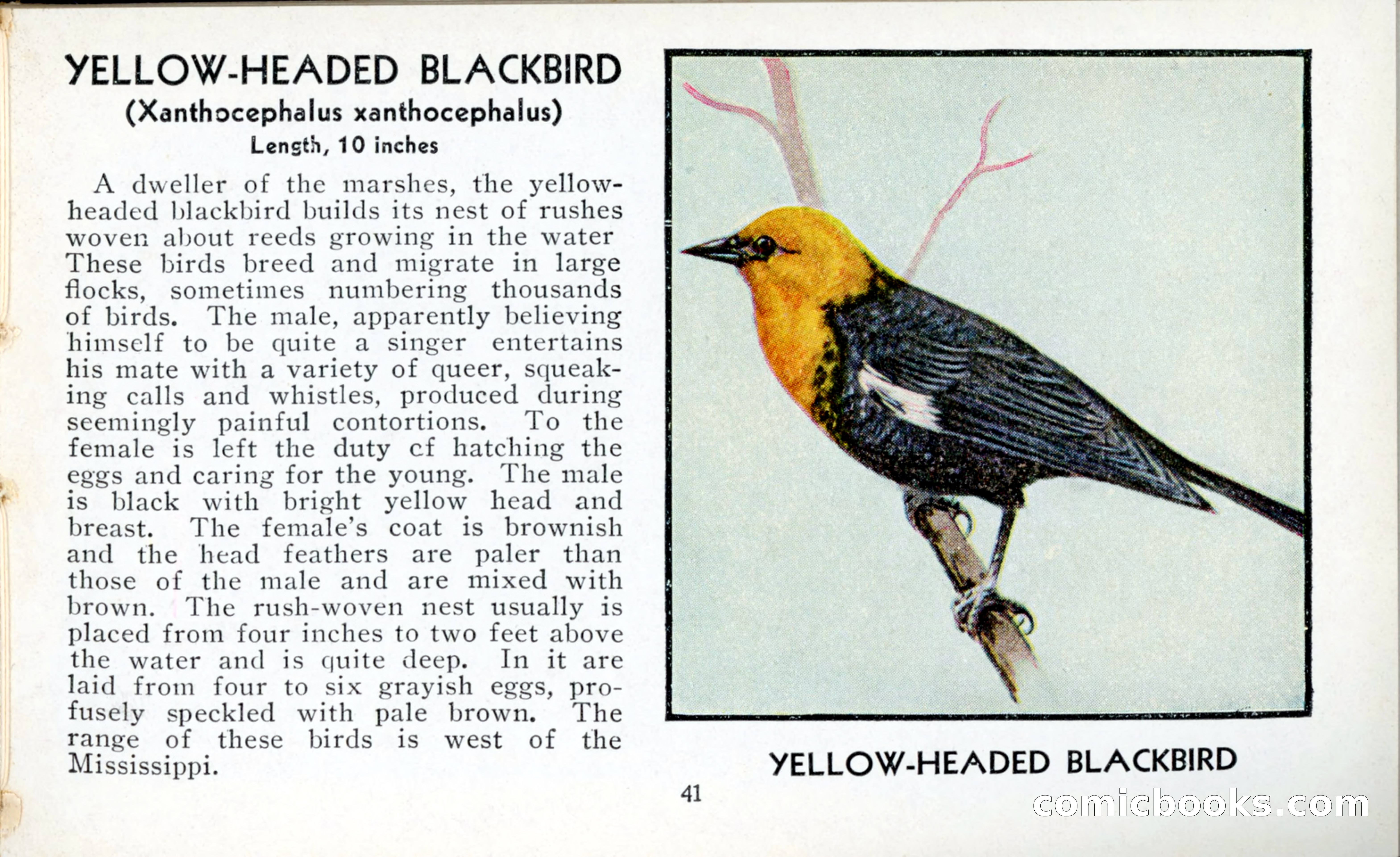 The Blue Book of Birds of America — page 42 of 98