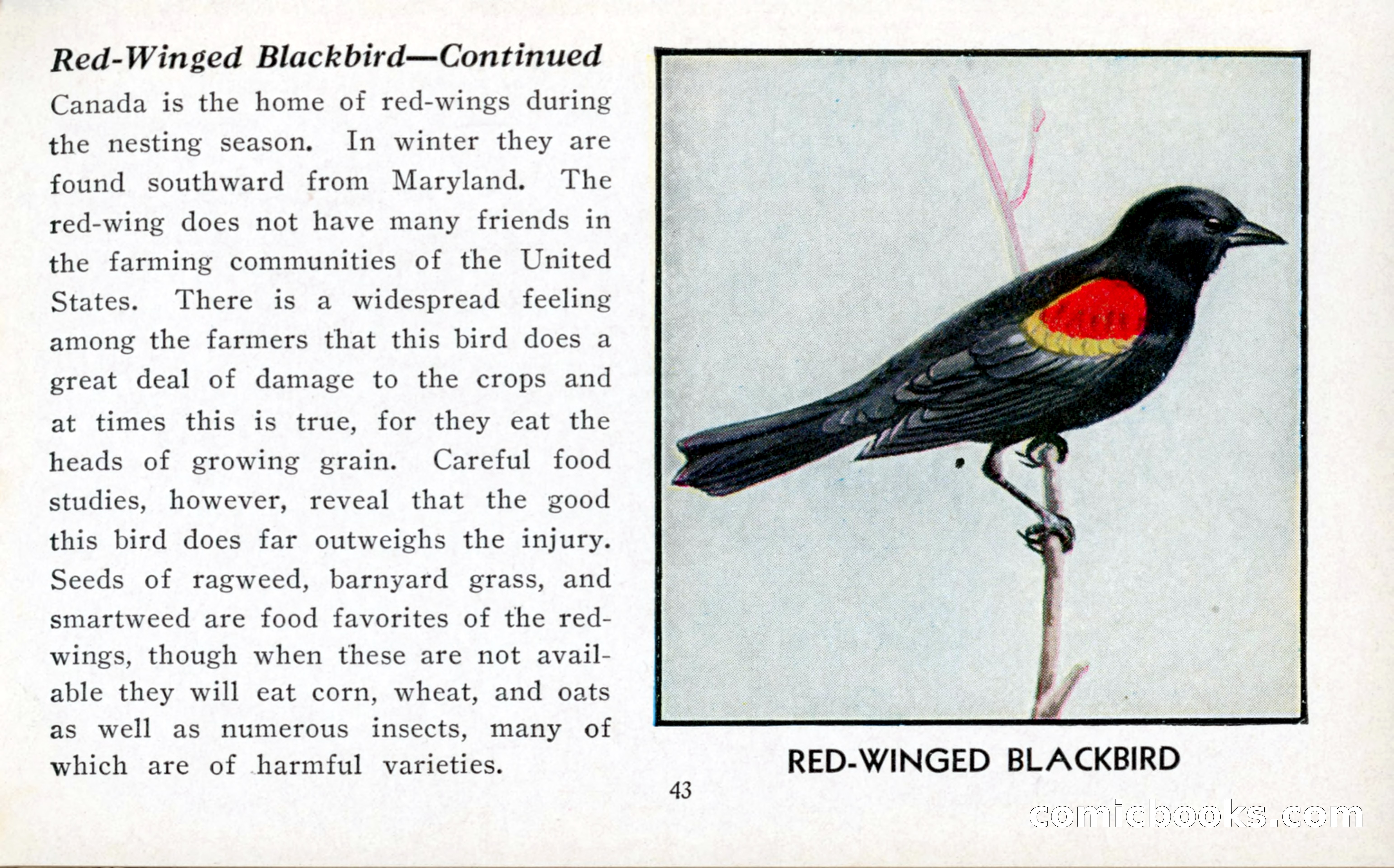 The Blue Book of Birds of America — page 44 of 98