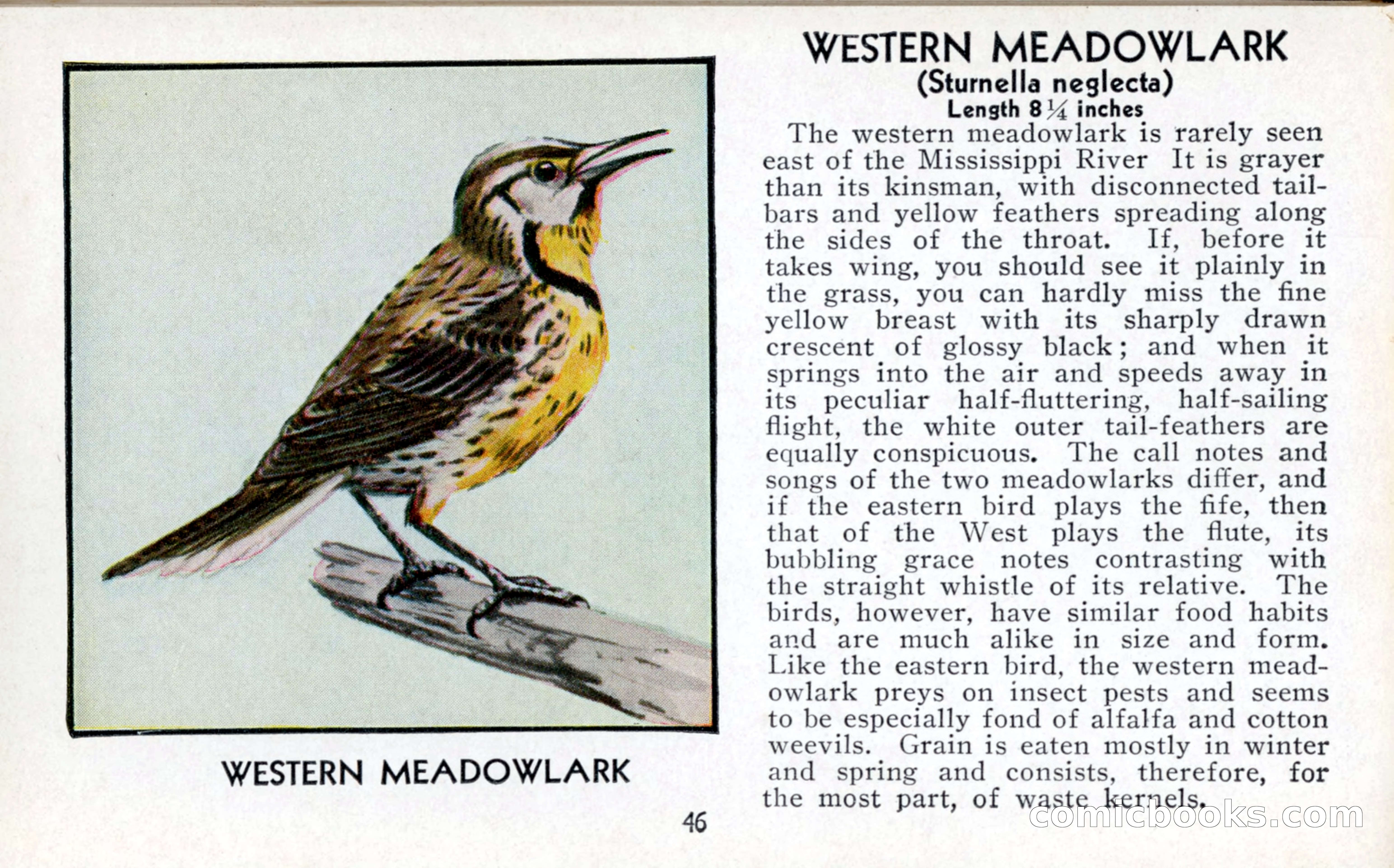 The Blue Book of Birds of America — page 47 of 98
