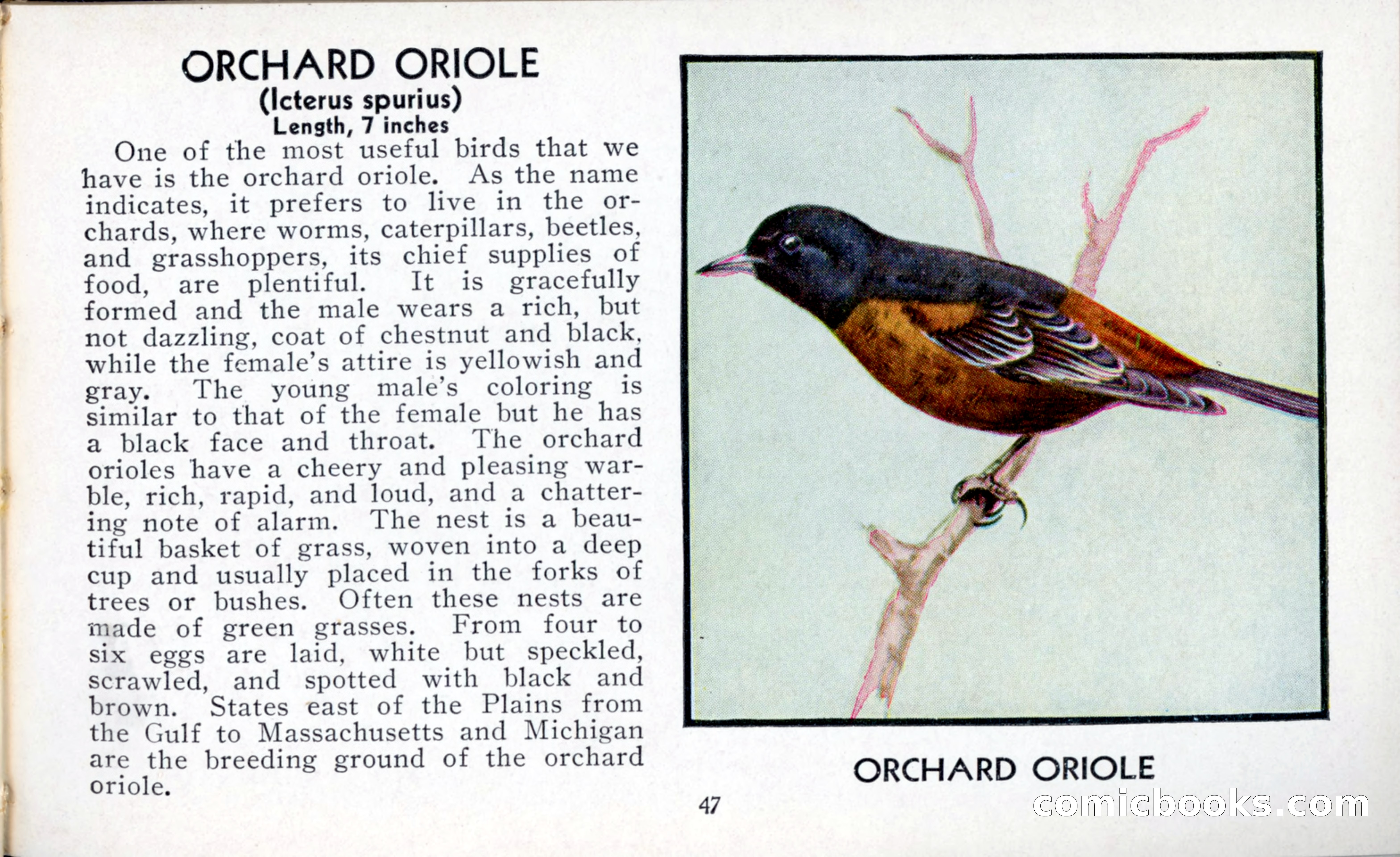 The Blue Book of Birds of America — page 48 of 98