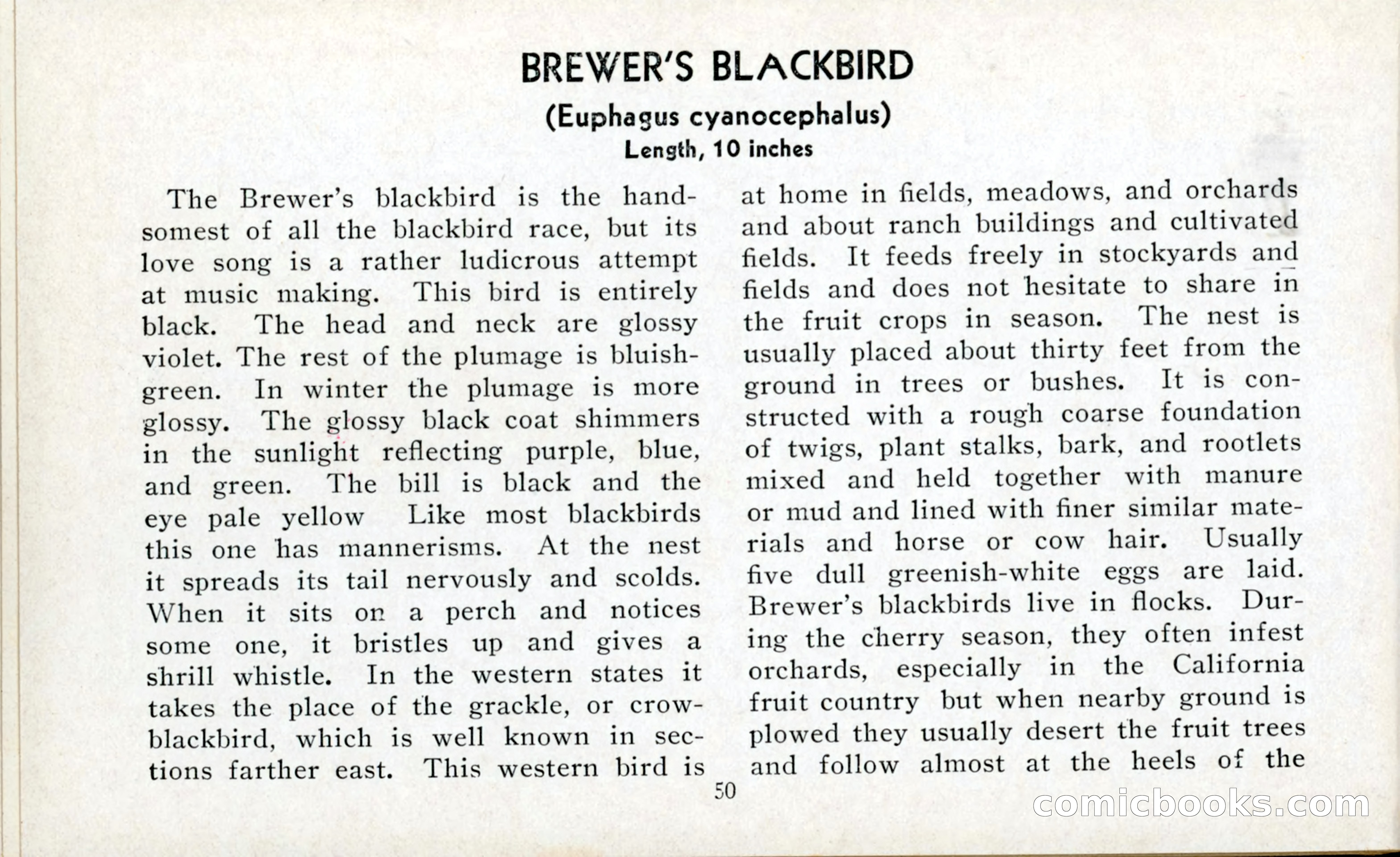 The Blue Book of Birds of America — page 51 of 98