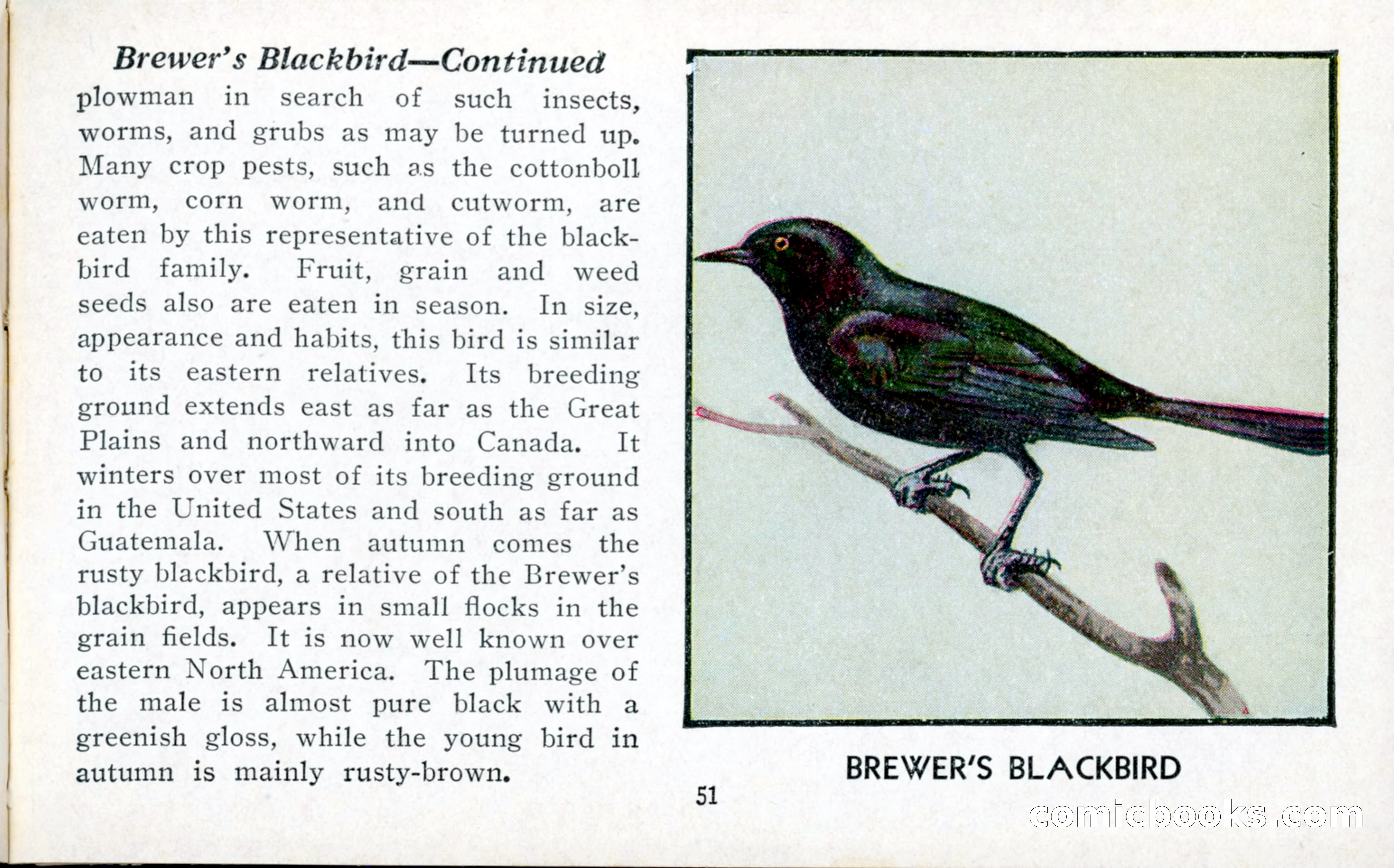 The Blue Book of Birds of America — page 52 of 98