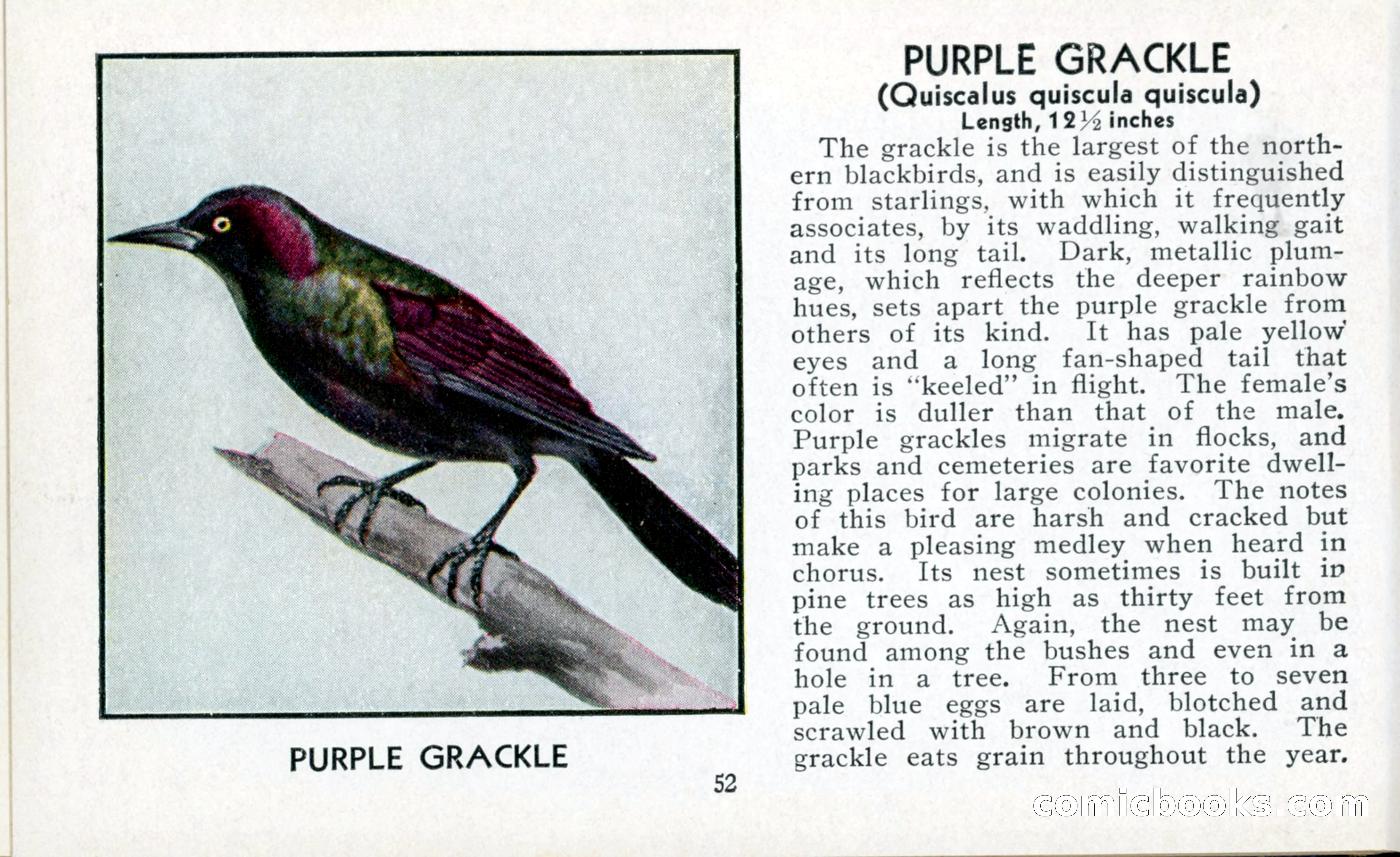 The Blue Book of Birds of America — page 53 of 98
