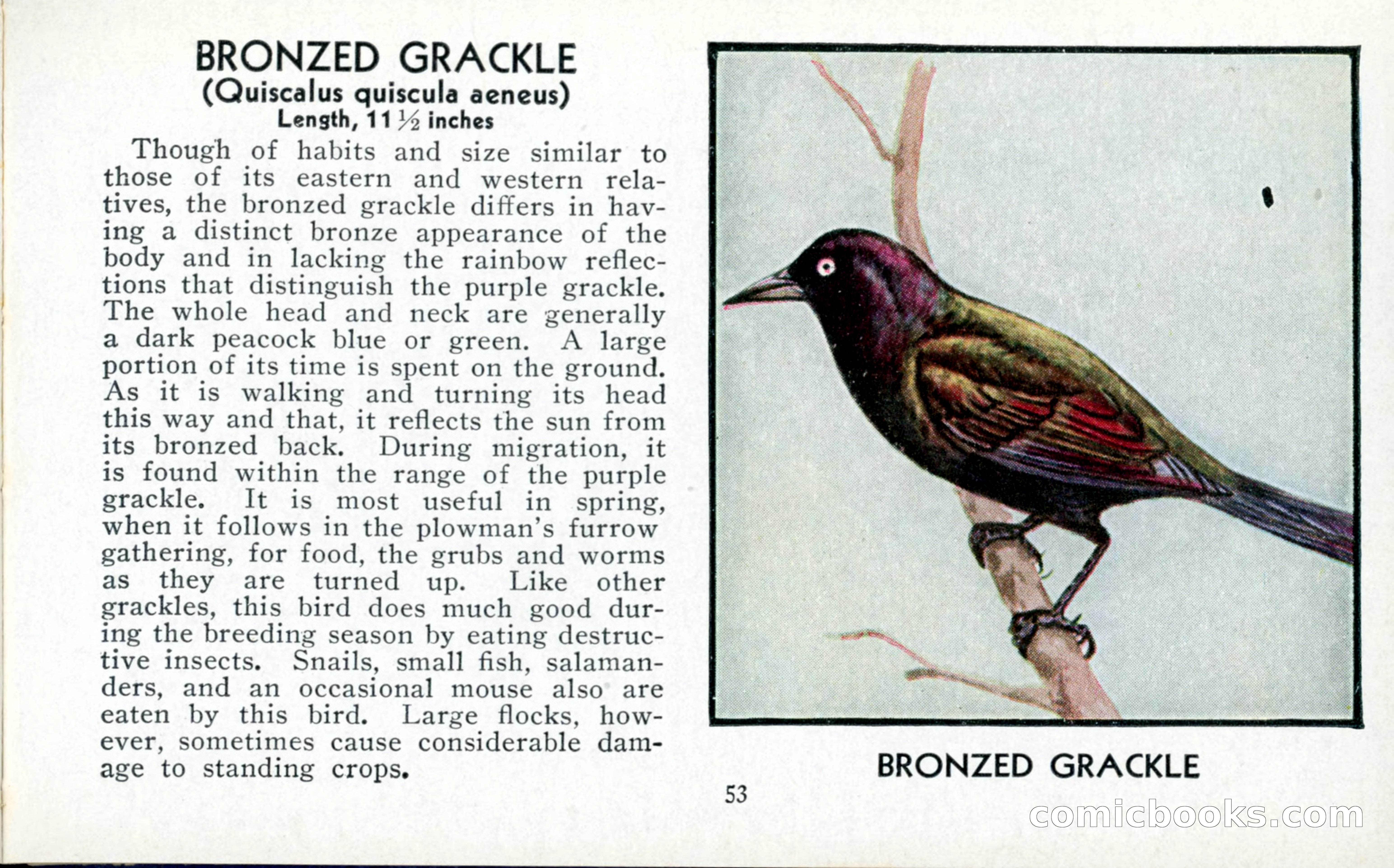 The Blue Book of Birds of America — page 54 of 98