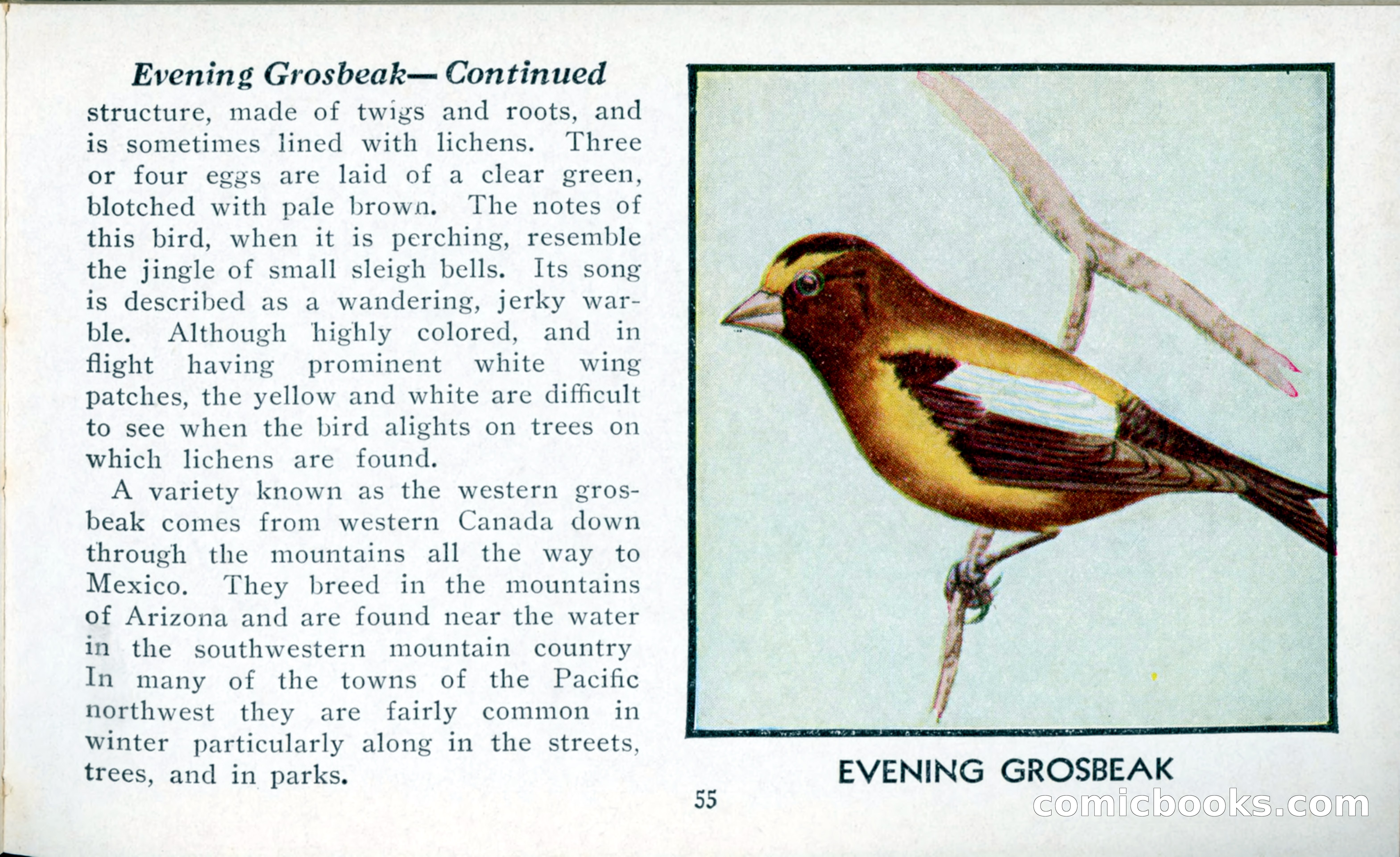 The Blue Book of Birds of America — page 56 of 98