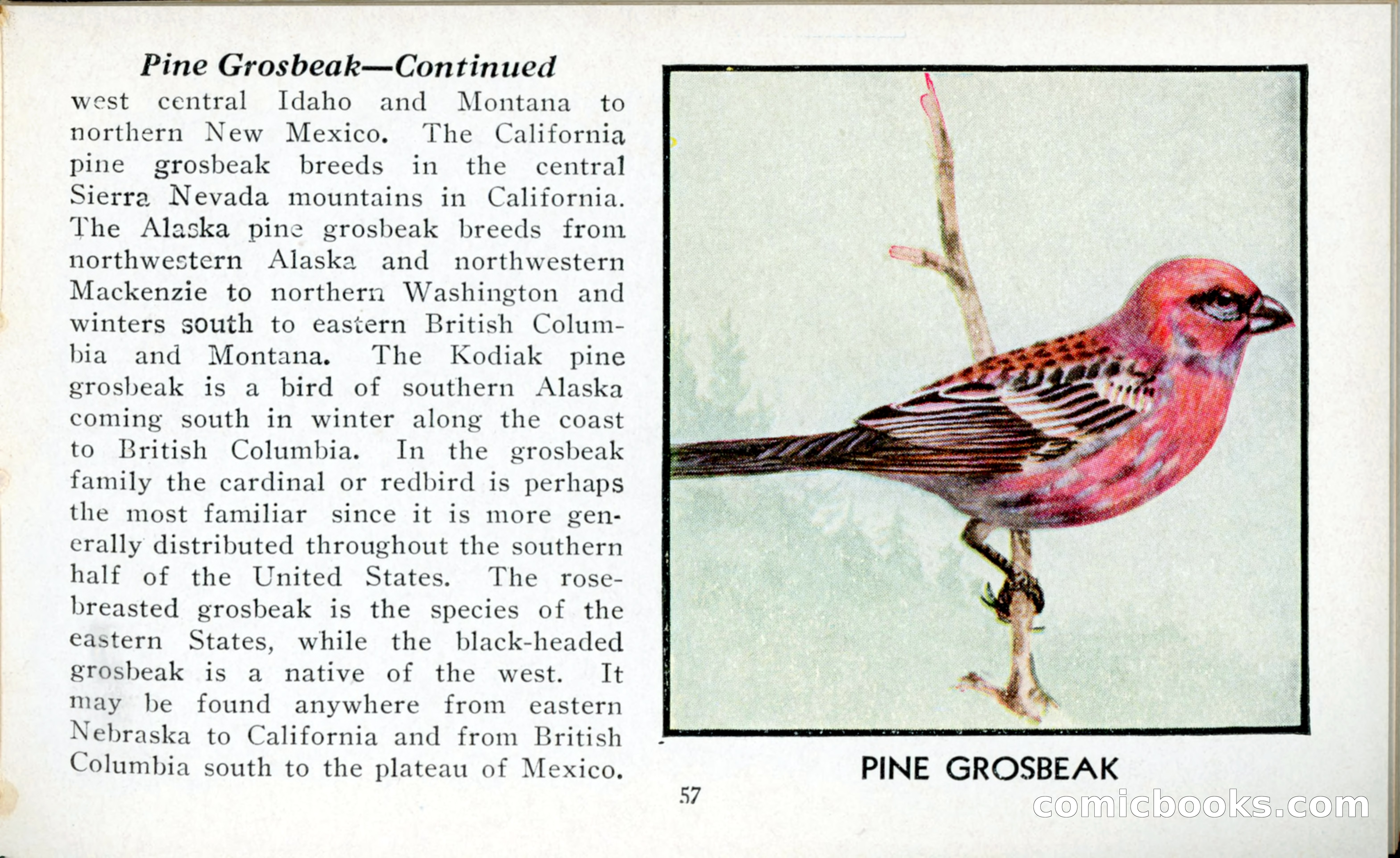The Blue Book of Birds of America — page 58 of 98