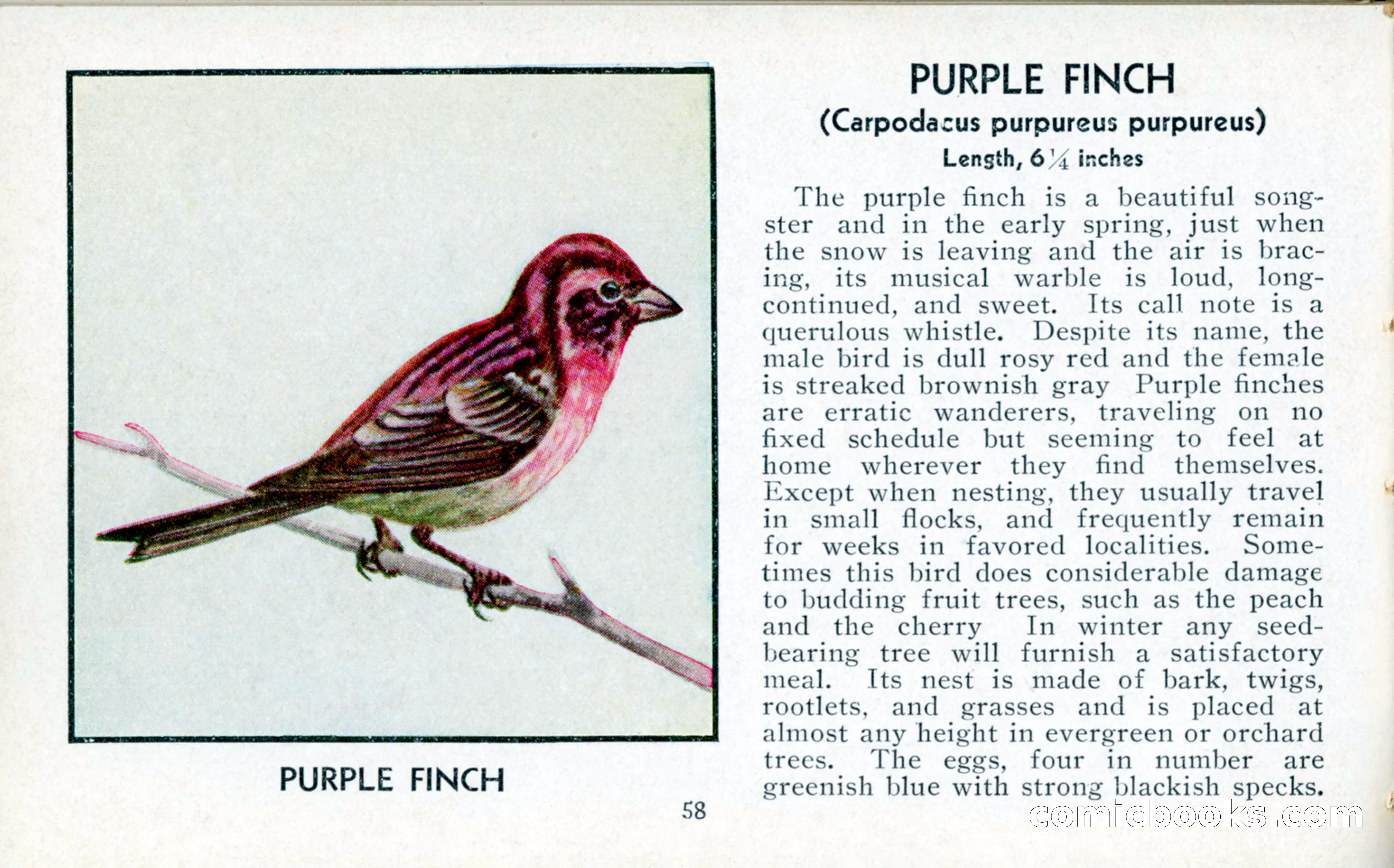 The Blue Book of Birds of America — page 59 of 98