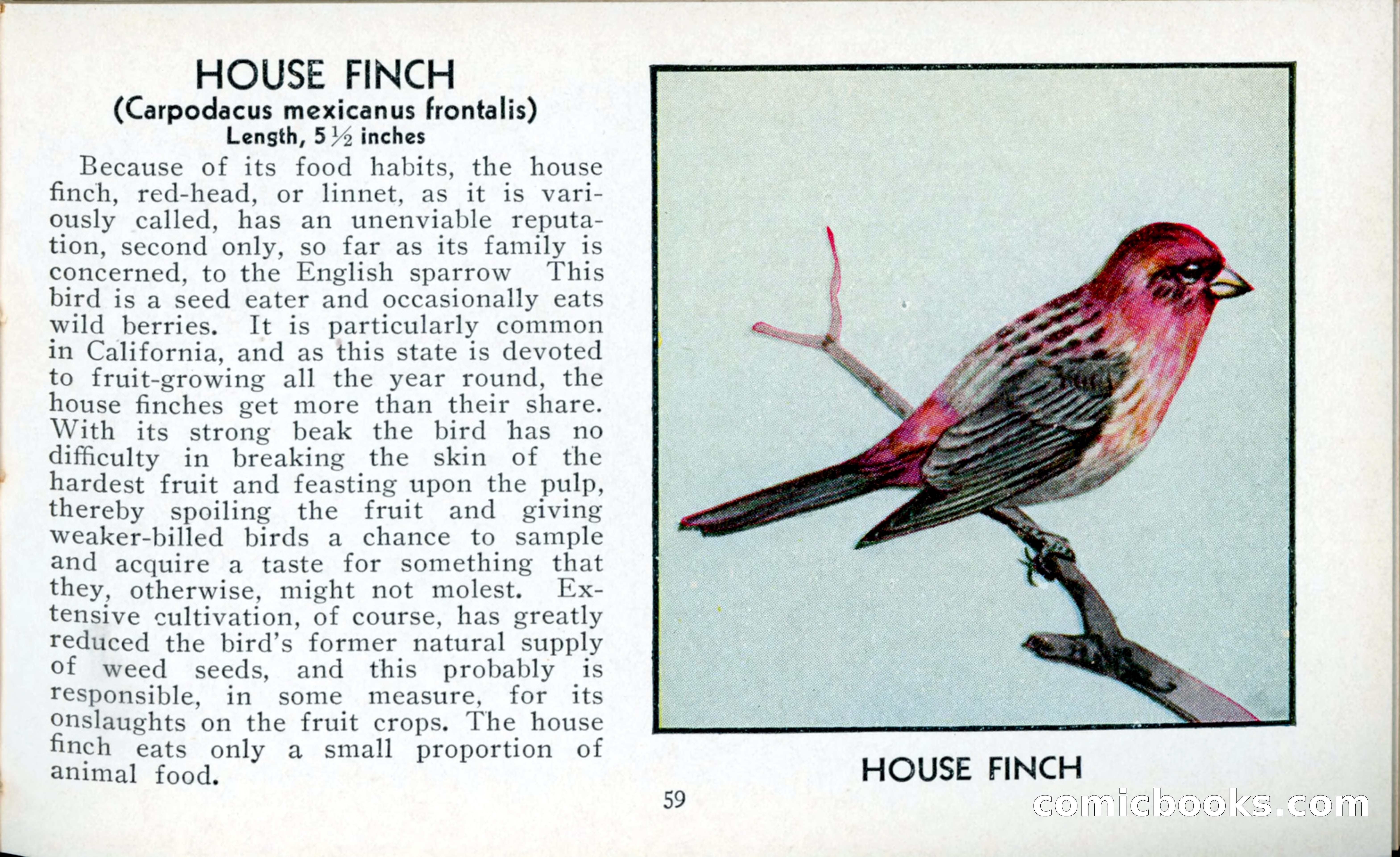 The Blue Book of Birds of America — page 60 of 98