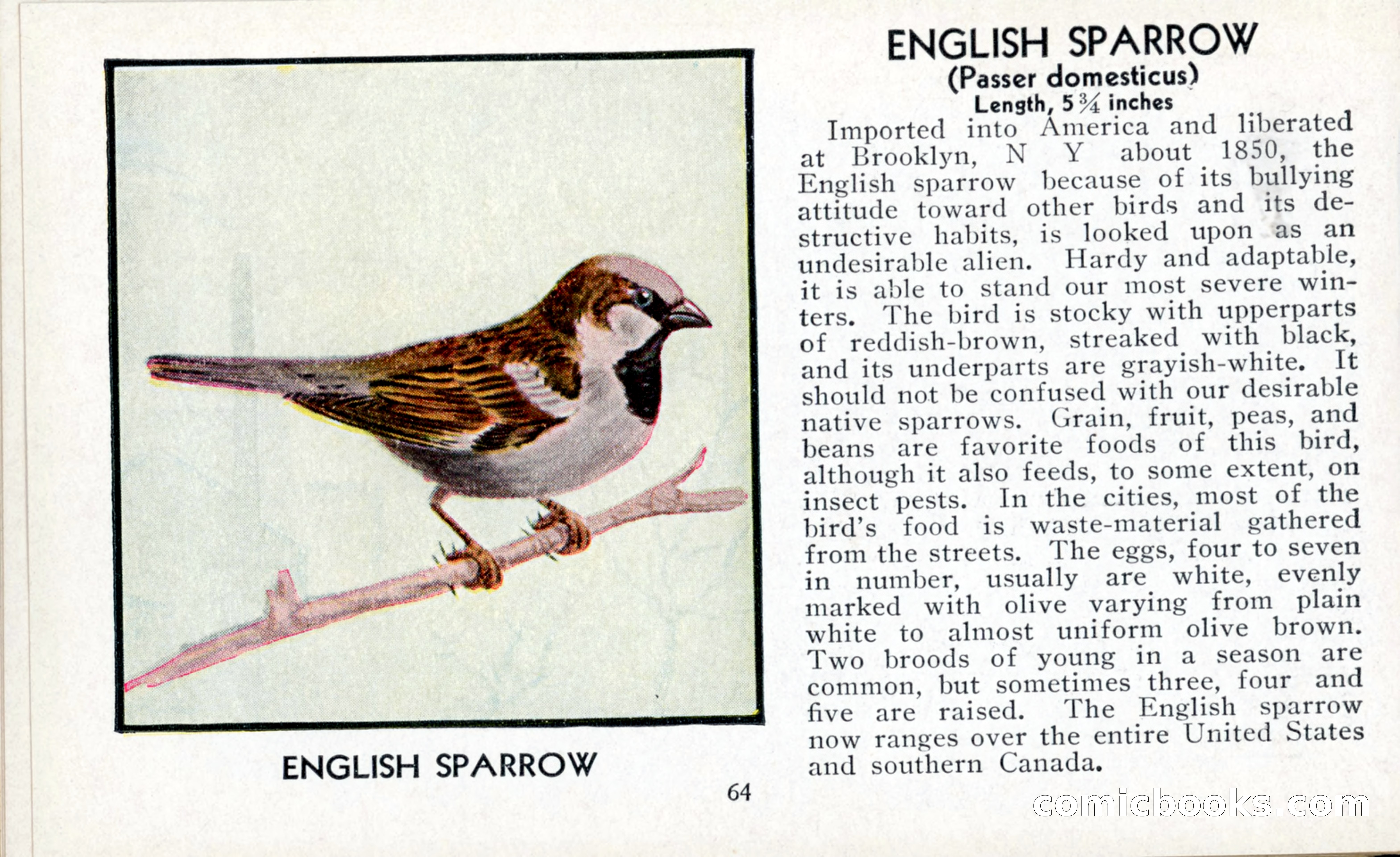 The Blue Book of Birds of America — page 65 of 98