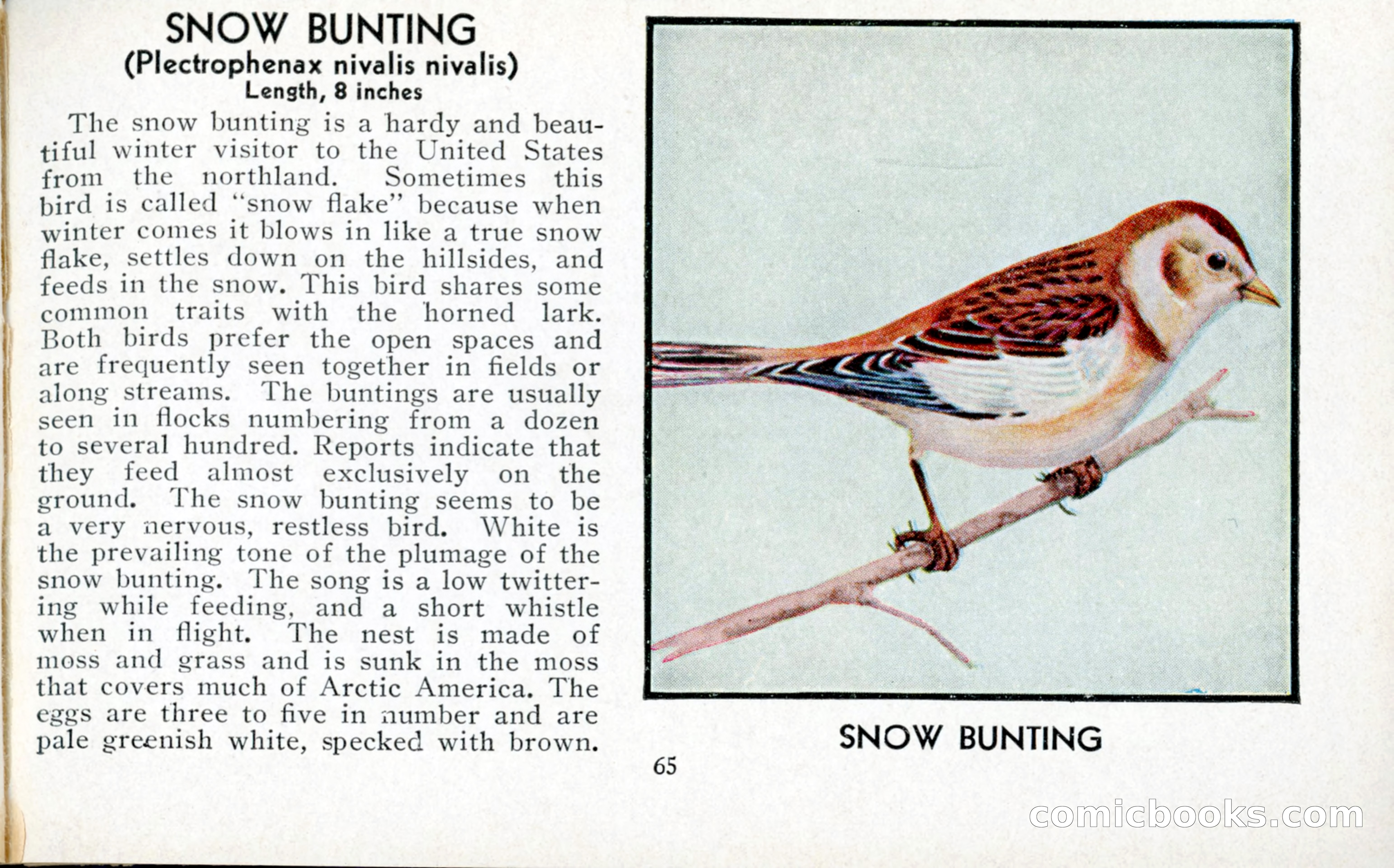 The Blue Book of Birds of America — page 66 of 98