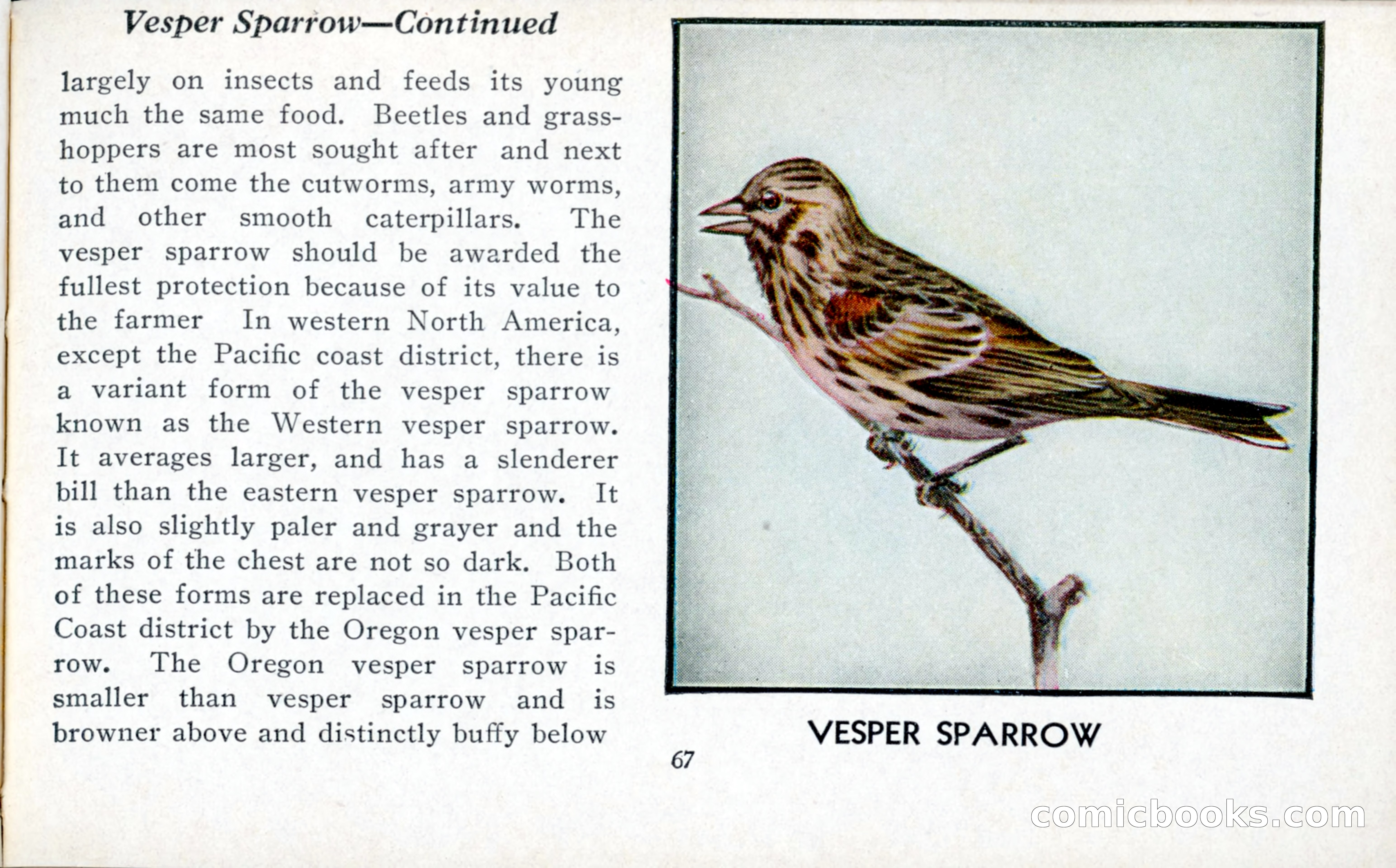 The Blue Book of Birds of America — page 68 of 98