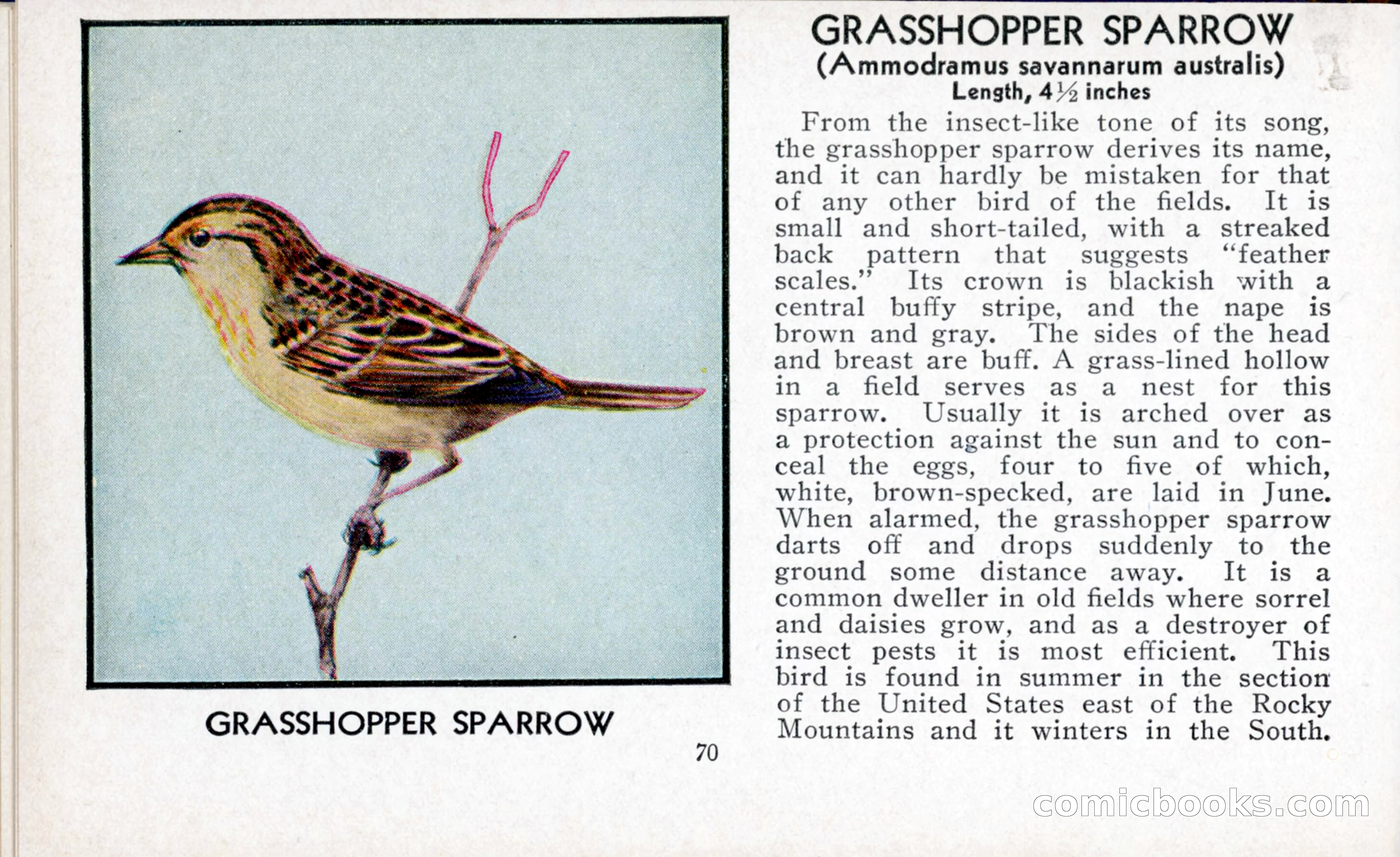The Blue Book of Birds of America — page 71 of 98