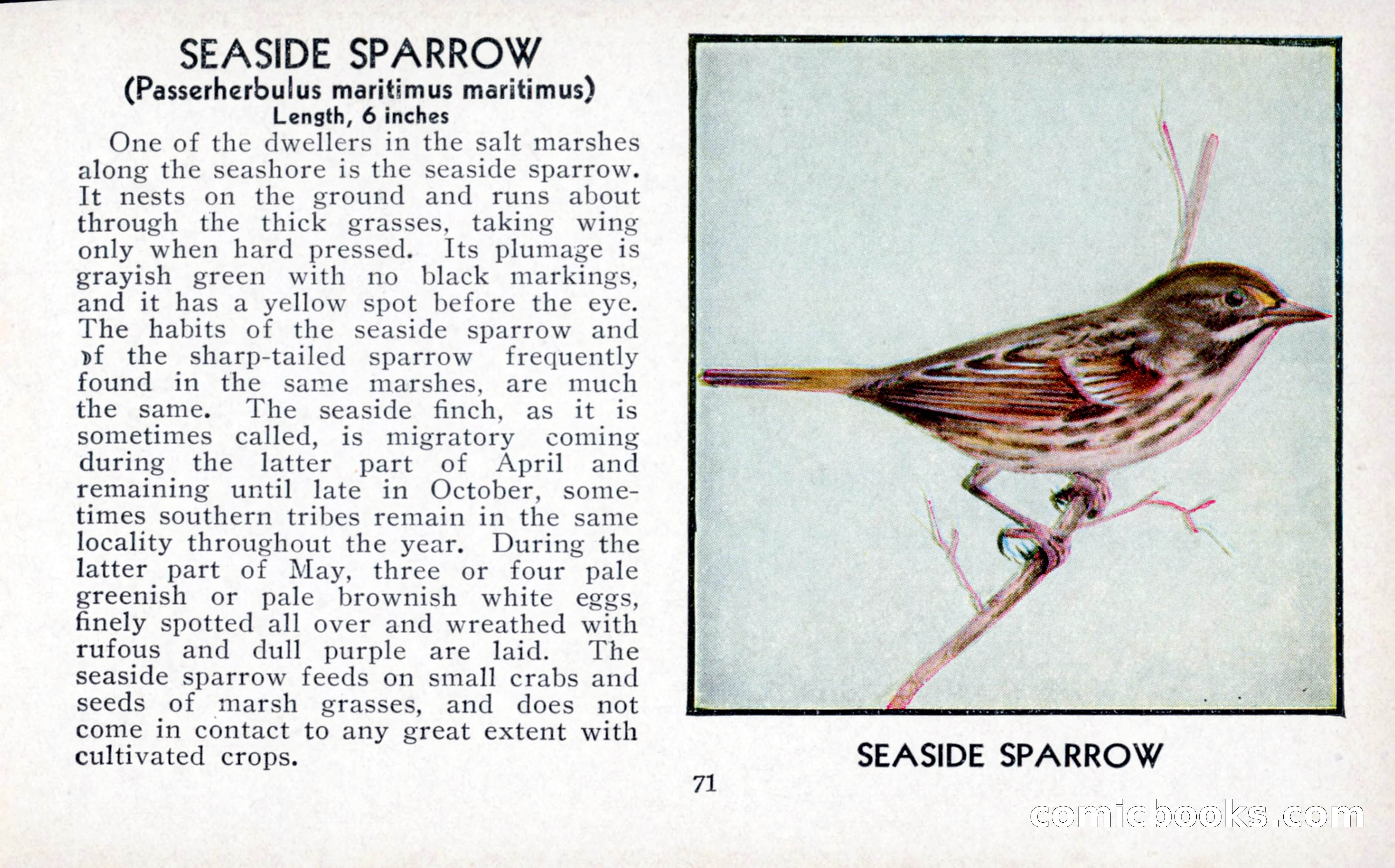 The Blue Book of Birds of America — page 72 of 98