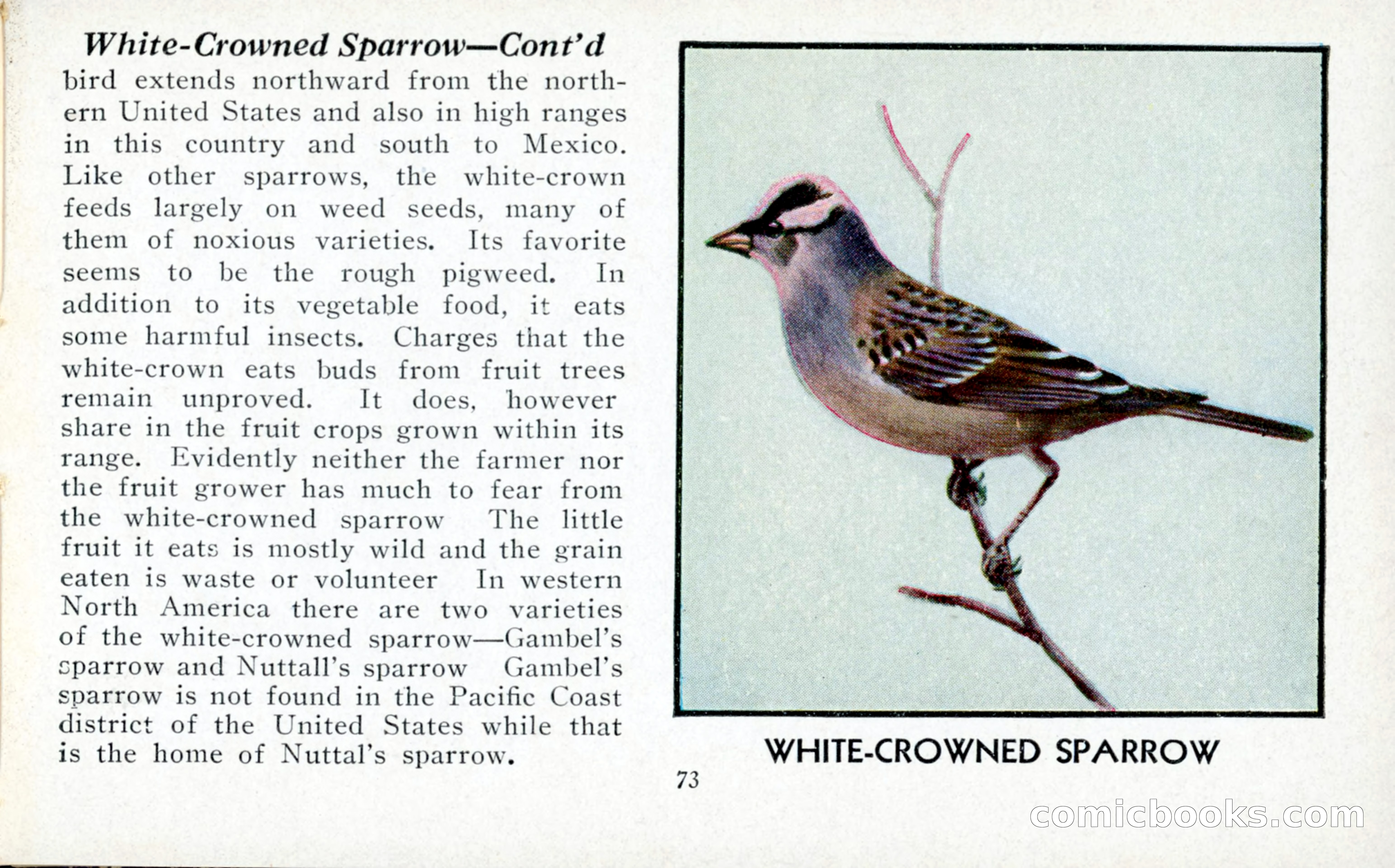 The Blue Book of Birds of America — page 74 of 98