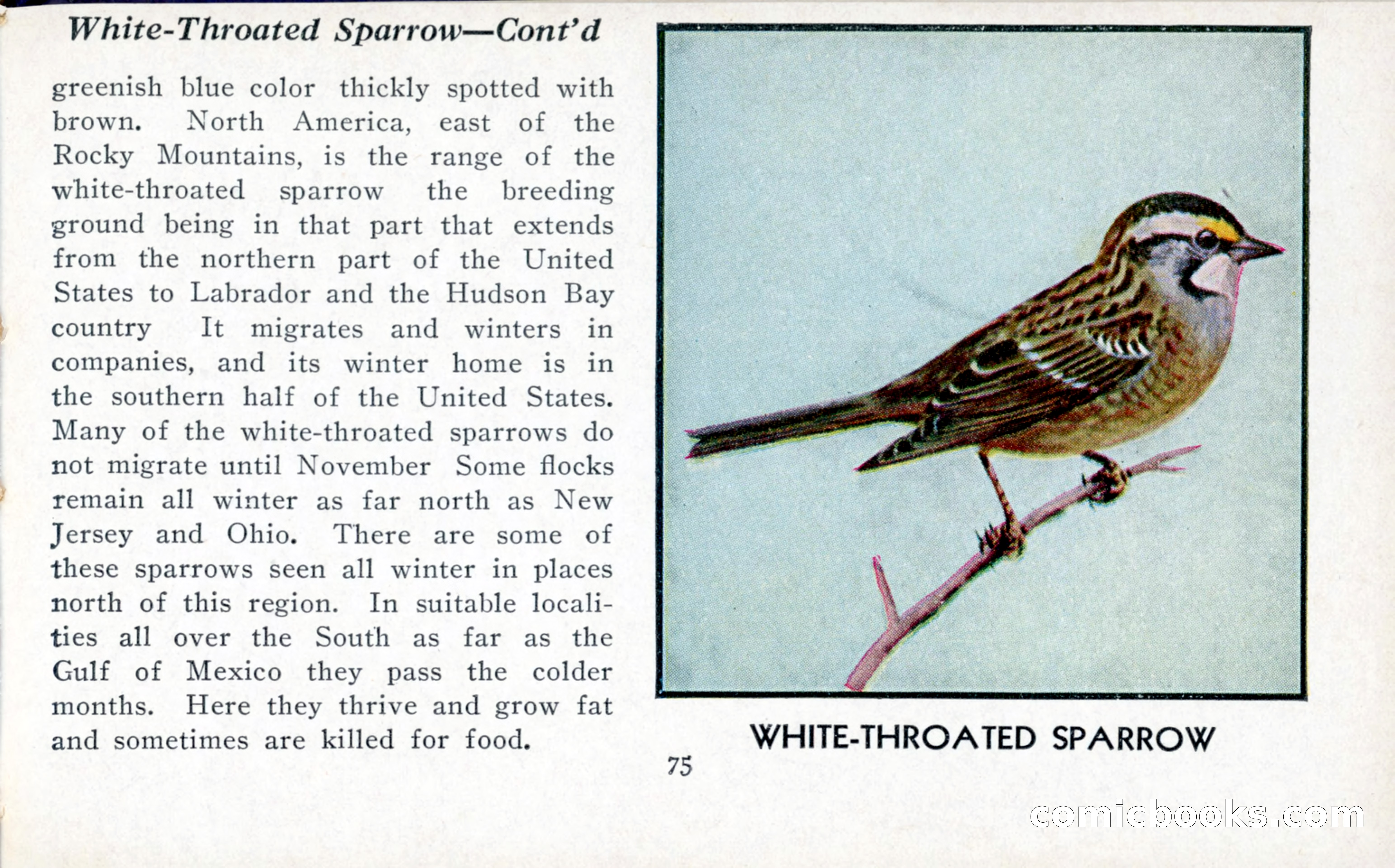 The Blue Book of Birds of America — page 76 of 98