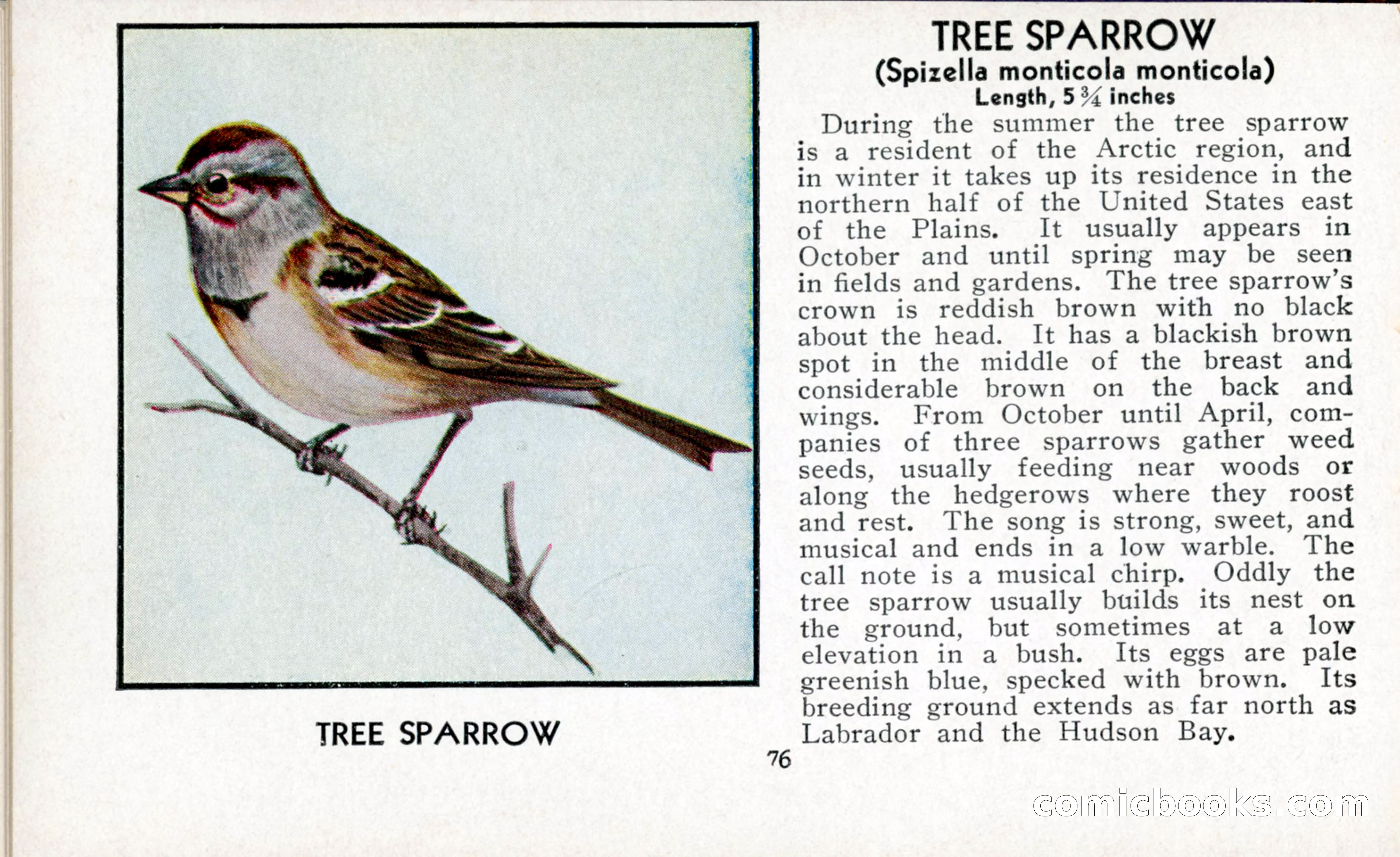 The Blue Book of Birds of America — page 77 of 98