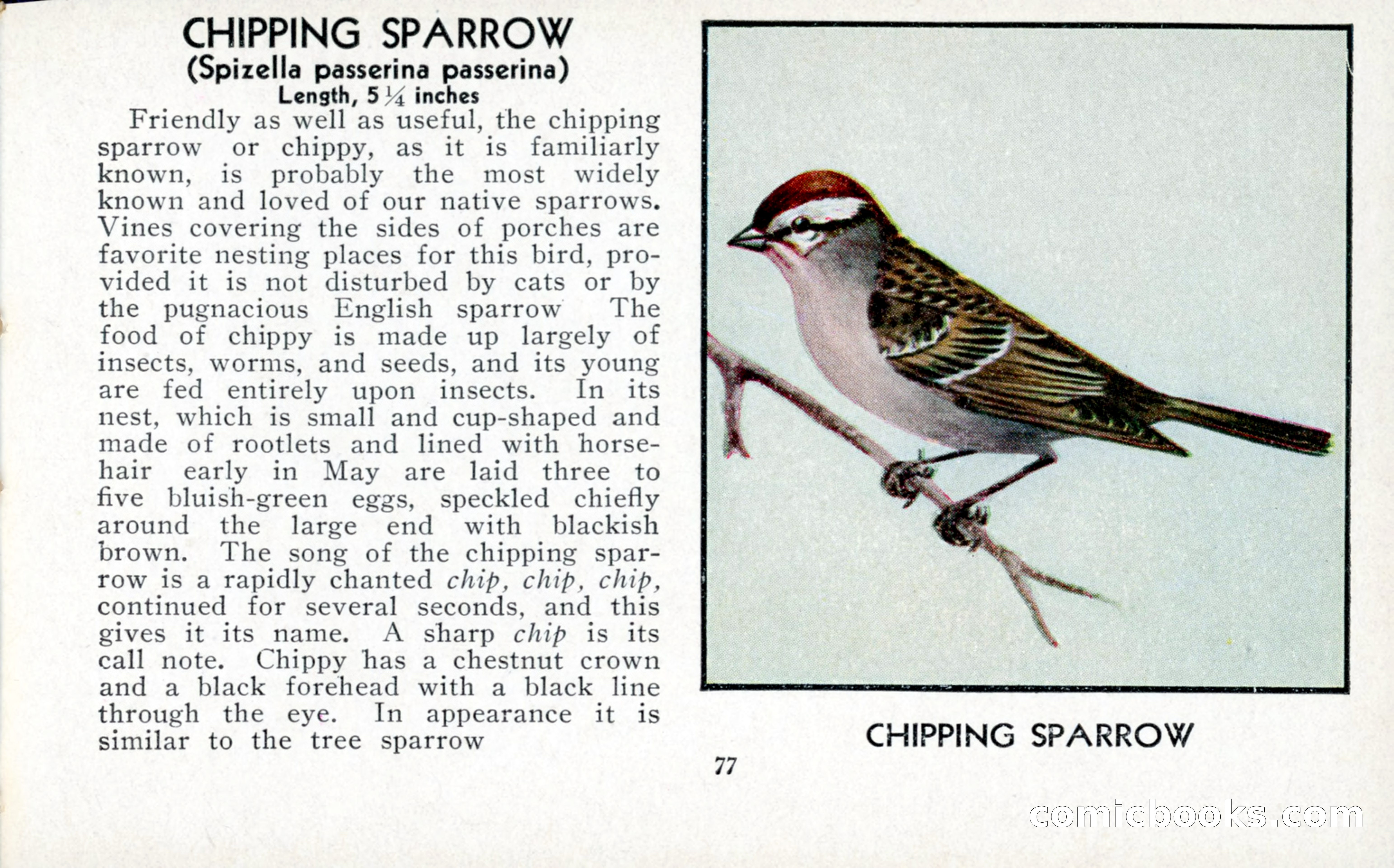 The Blue Book of Birds of America — page 78 of 98