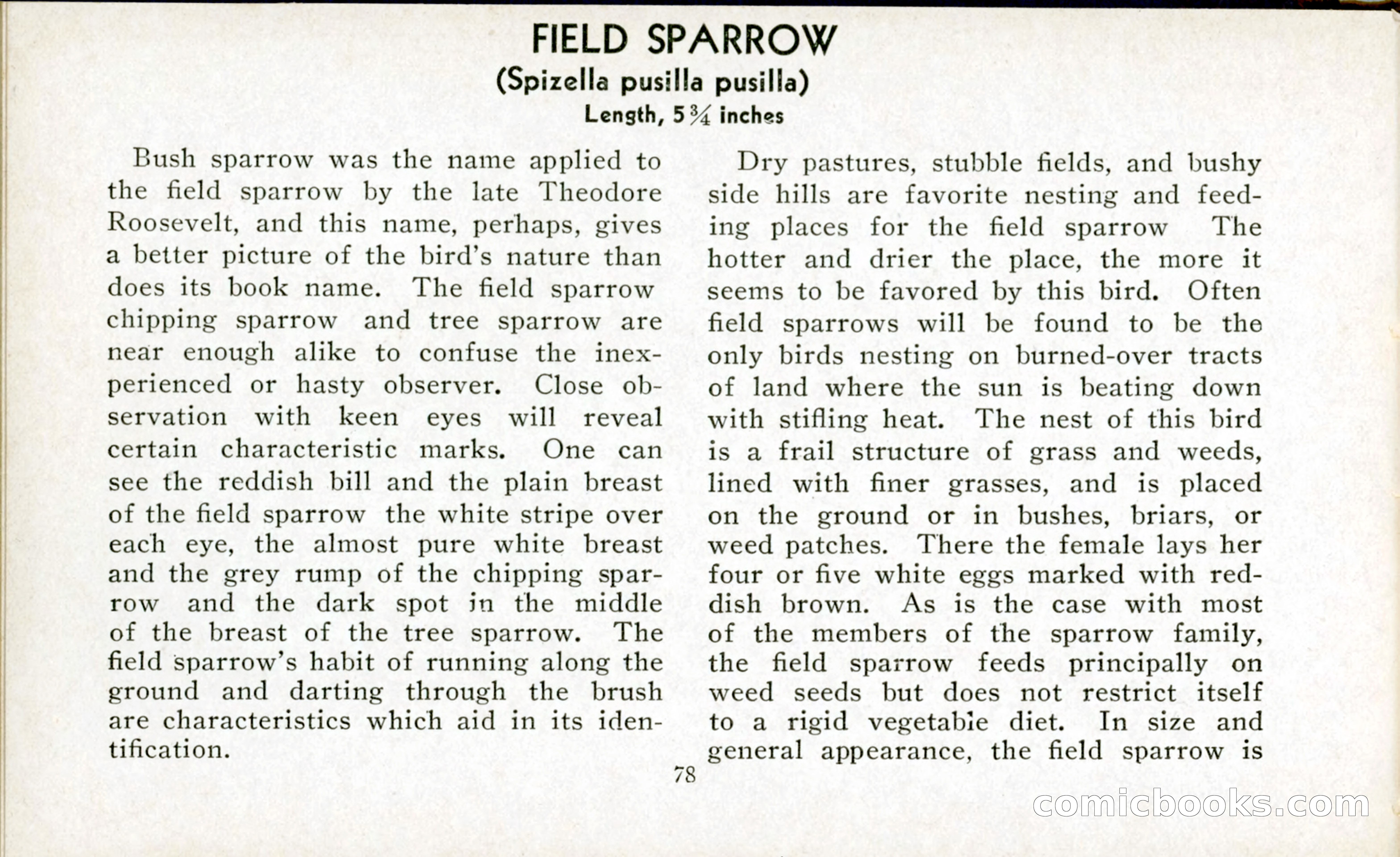 The Blue Book of Birds of America — page 79 of 98