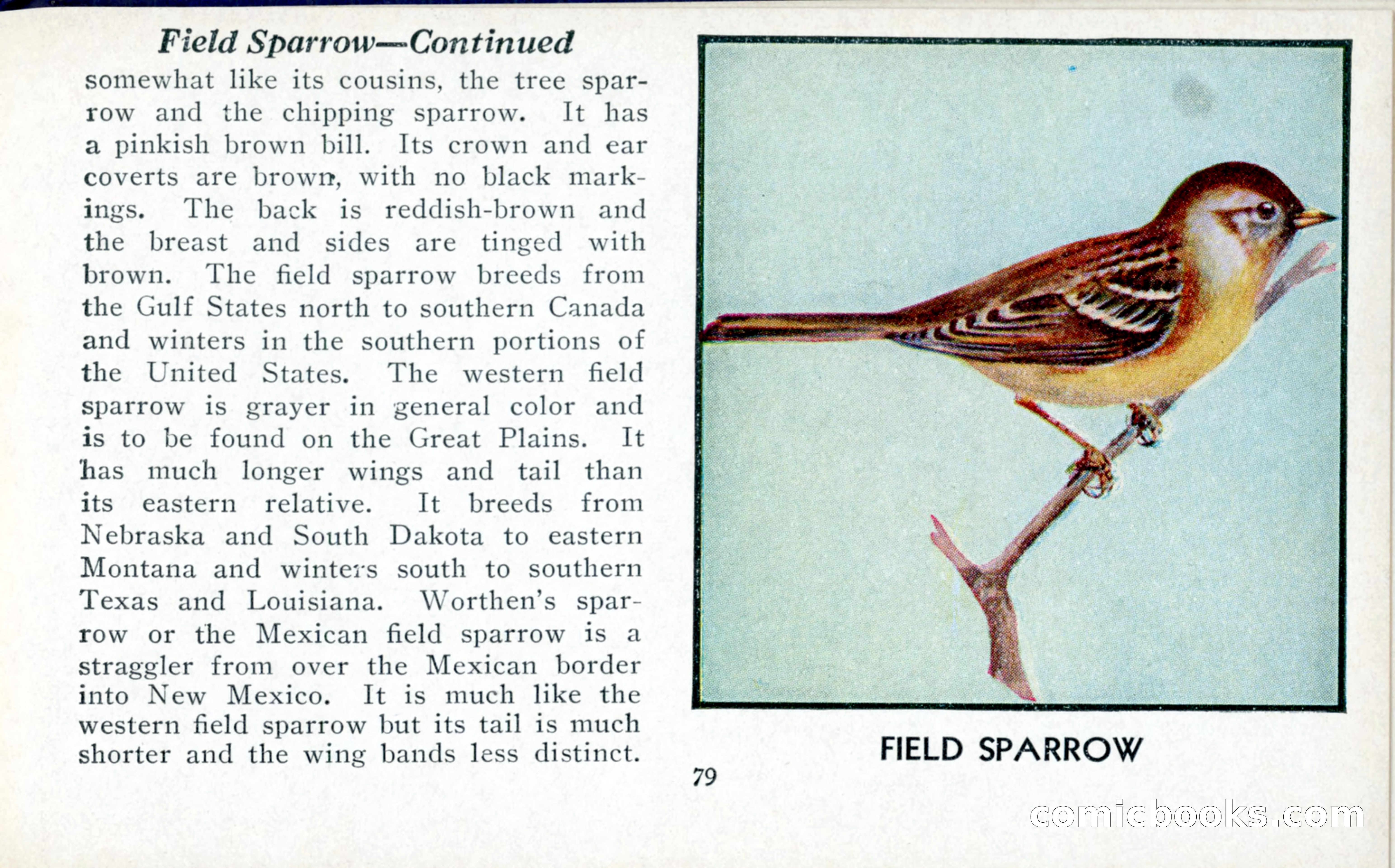 The Blue Book of Birds of America — page 80 of 98