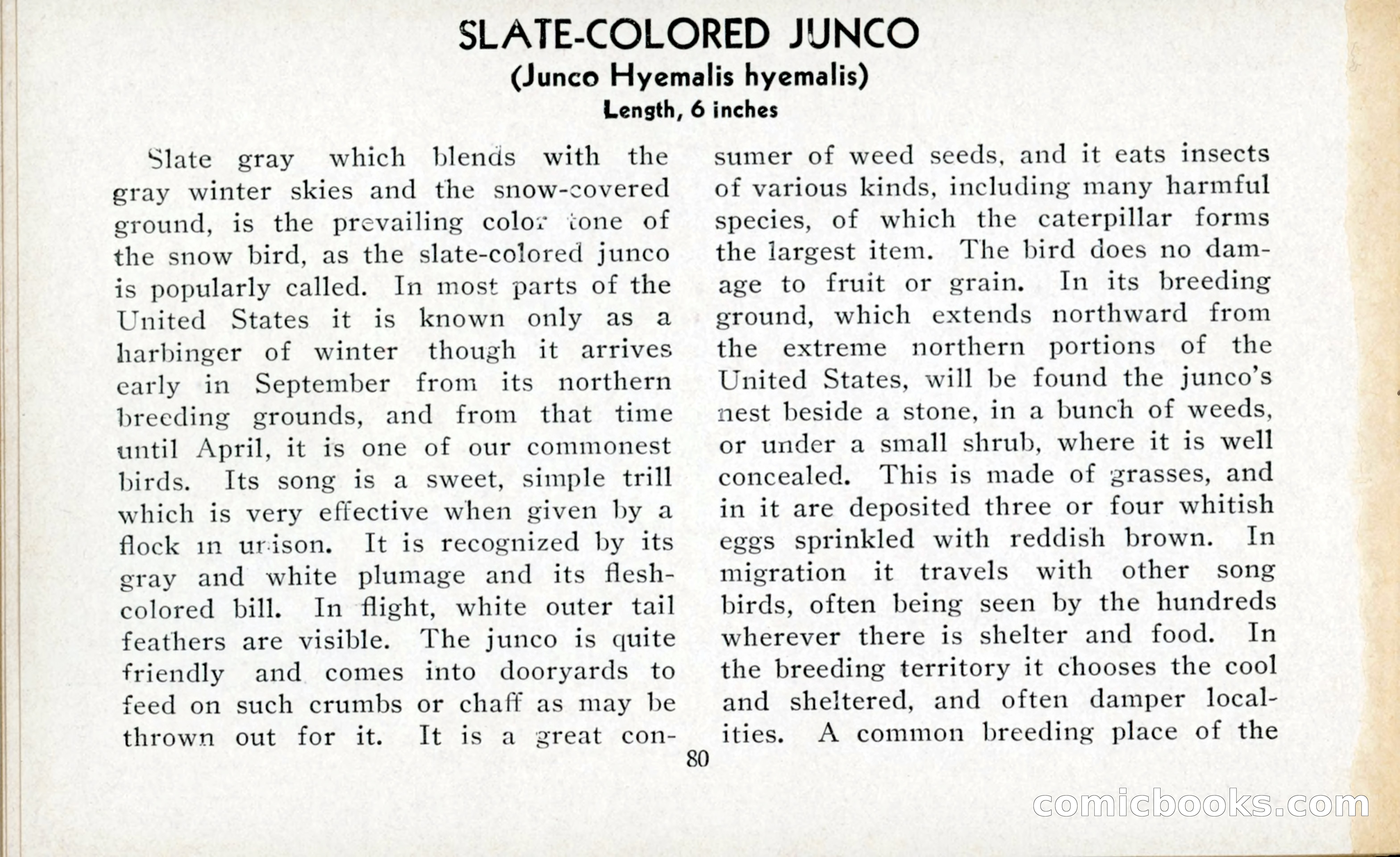 The Blue Book of Birds of America — page 81 of 98