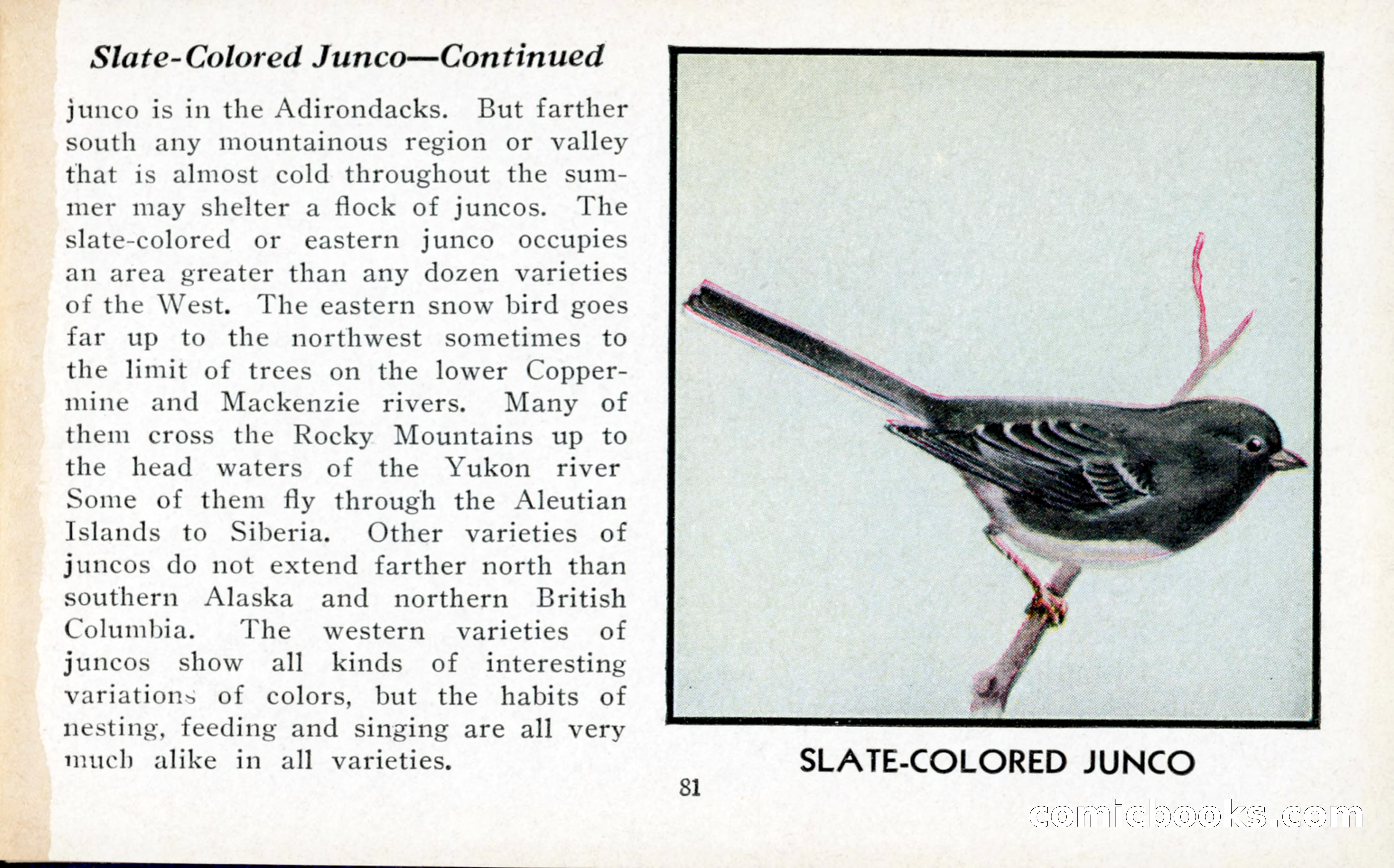 The Blue Book of Birds of America — page 82 of 98