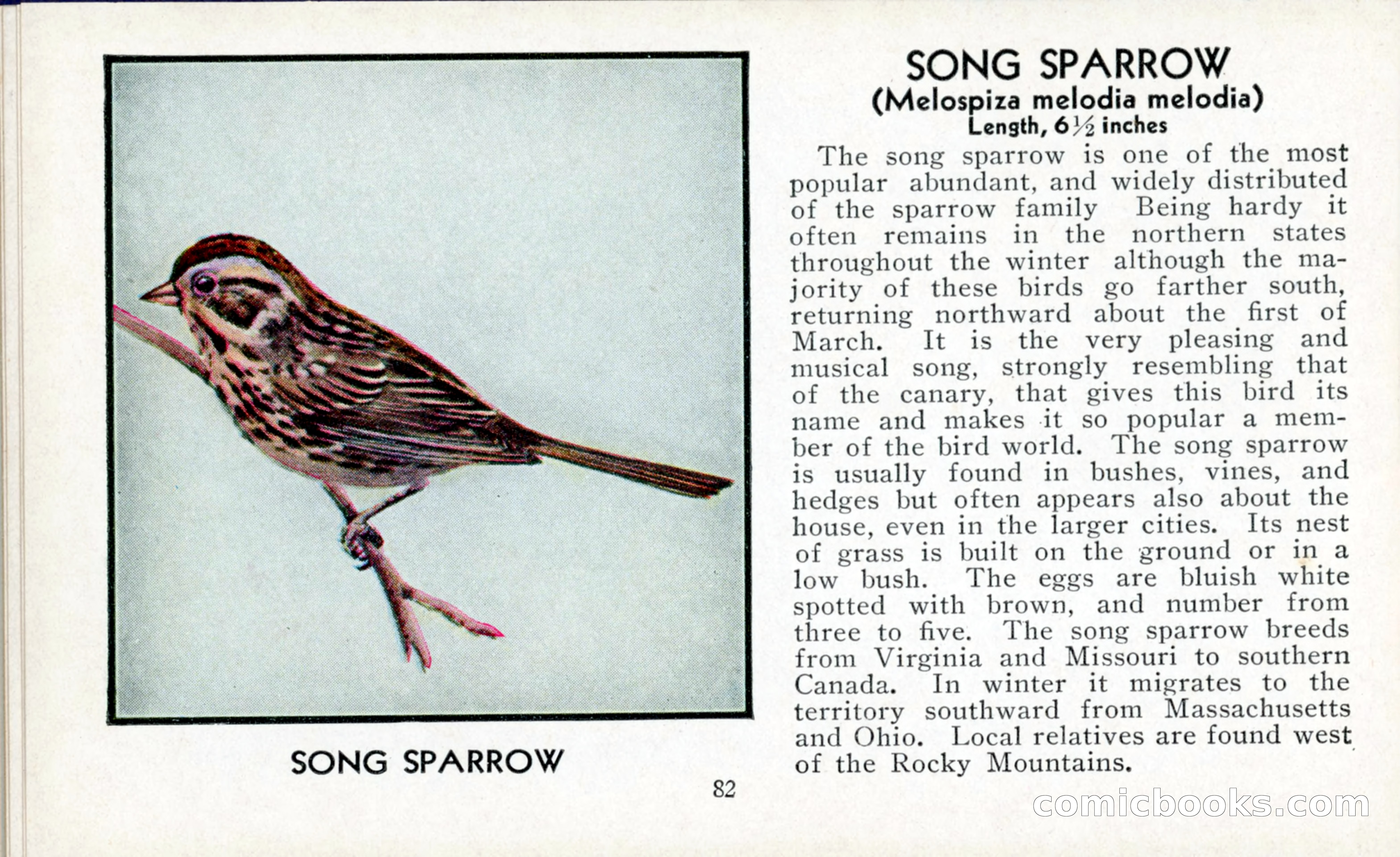 The Blue Book of Birds of America — page 83 of 98