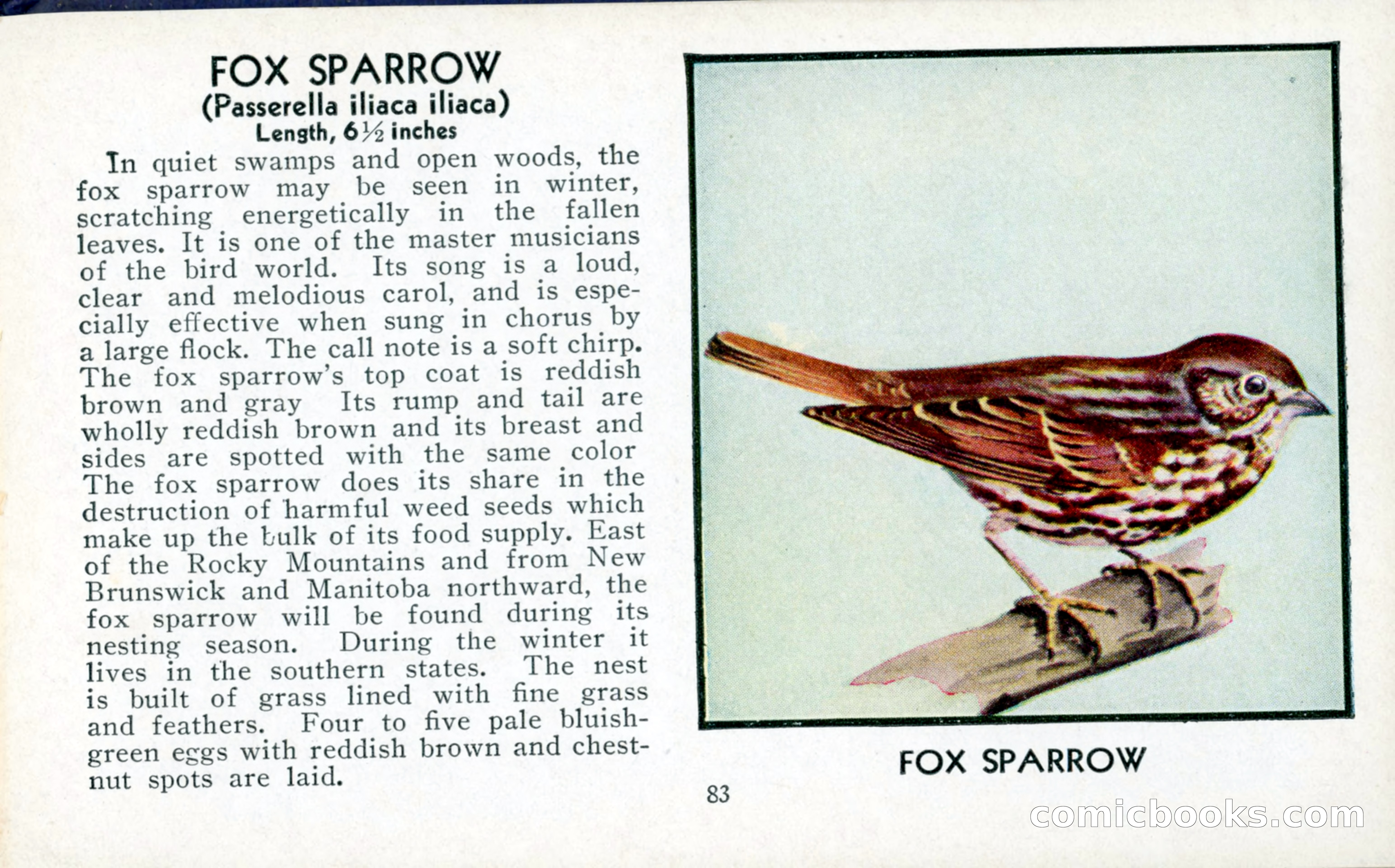 The Blue Book of Birds of America — page 84 of 98