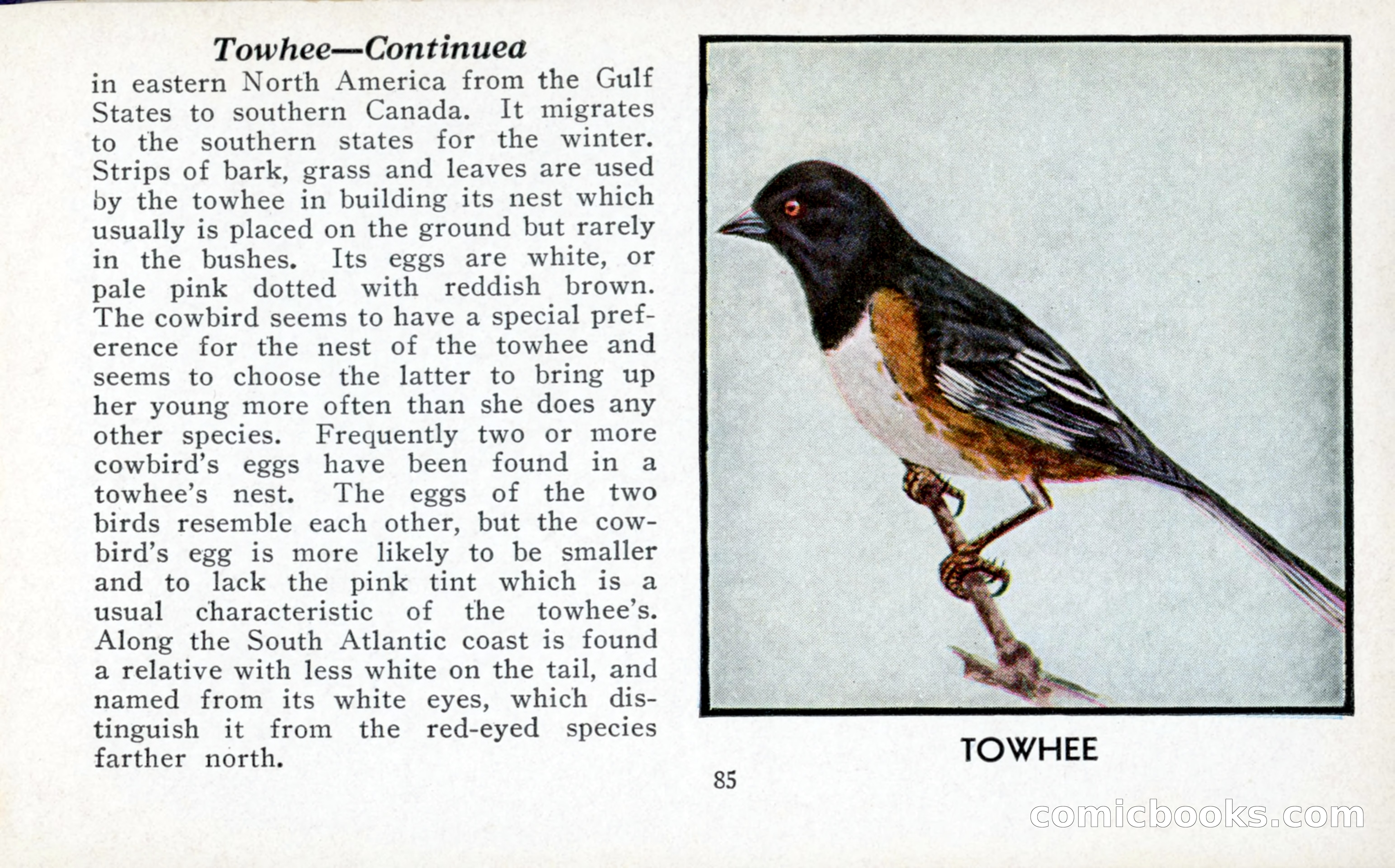 The Blue Book of Birds of America — page 86 of 98