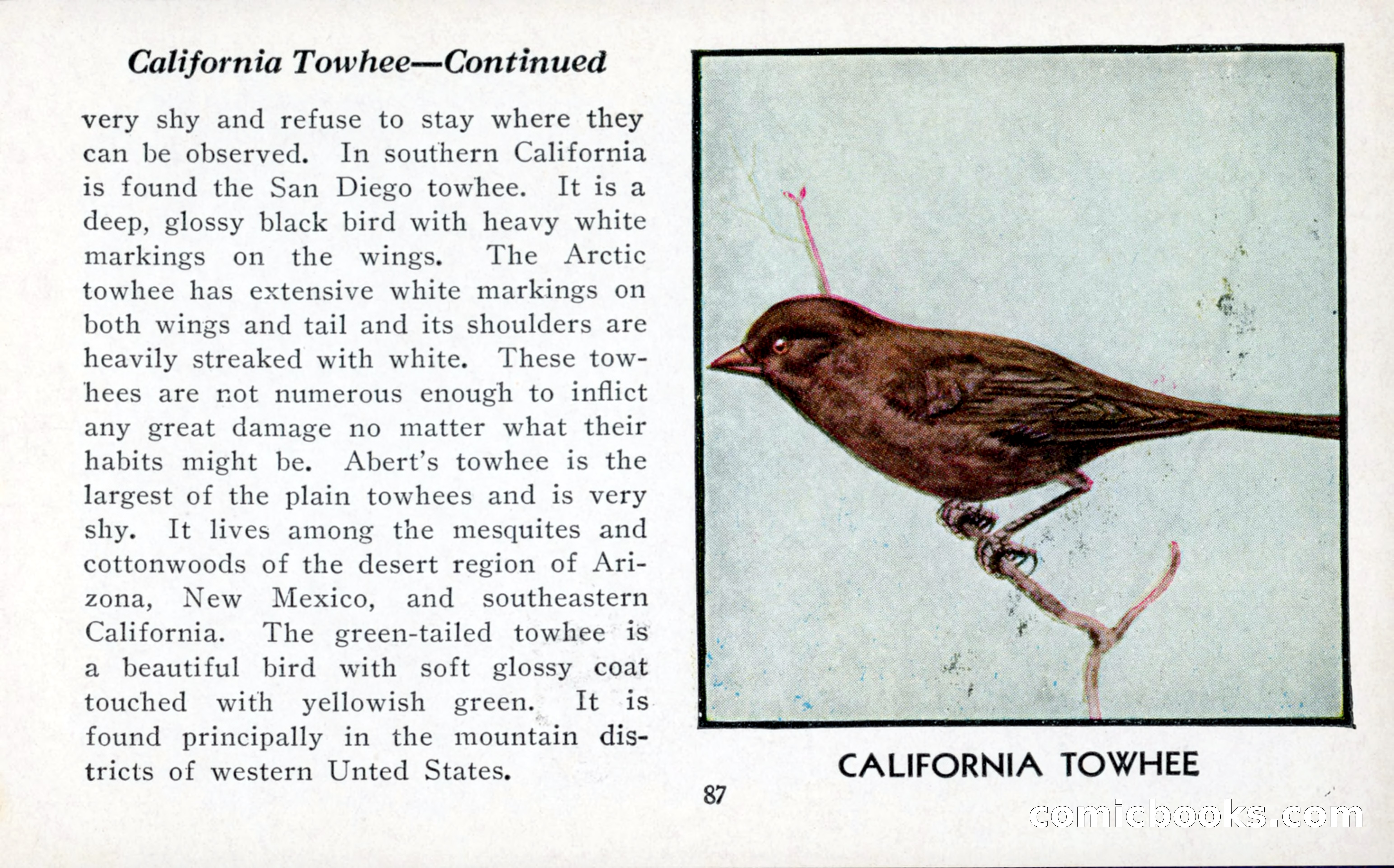 The Blue Book of Birds of America — page 88 of 98