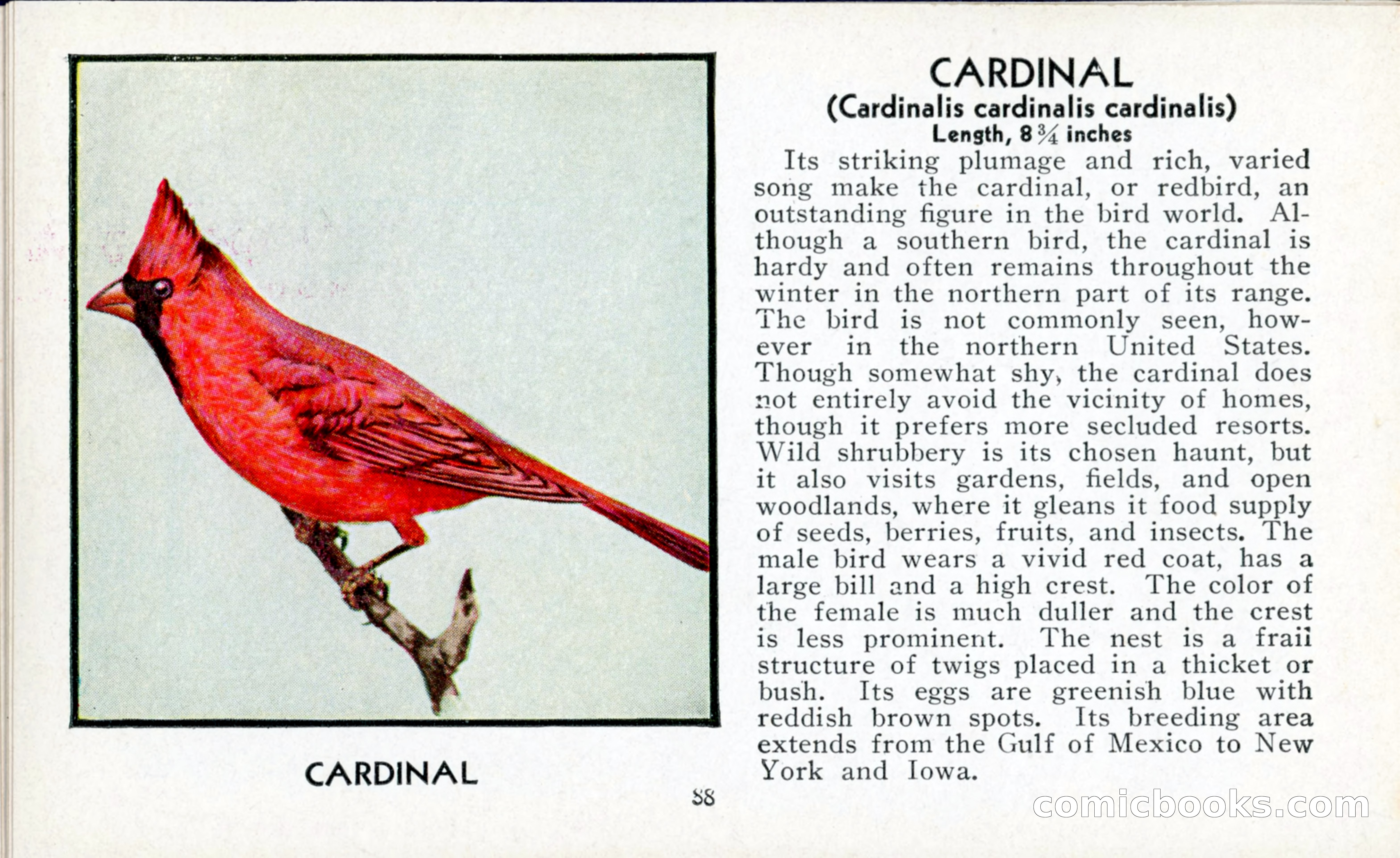 The Blue Book of Birds of America — page 89 of 98