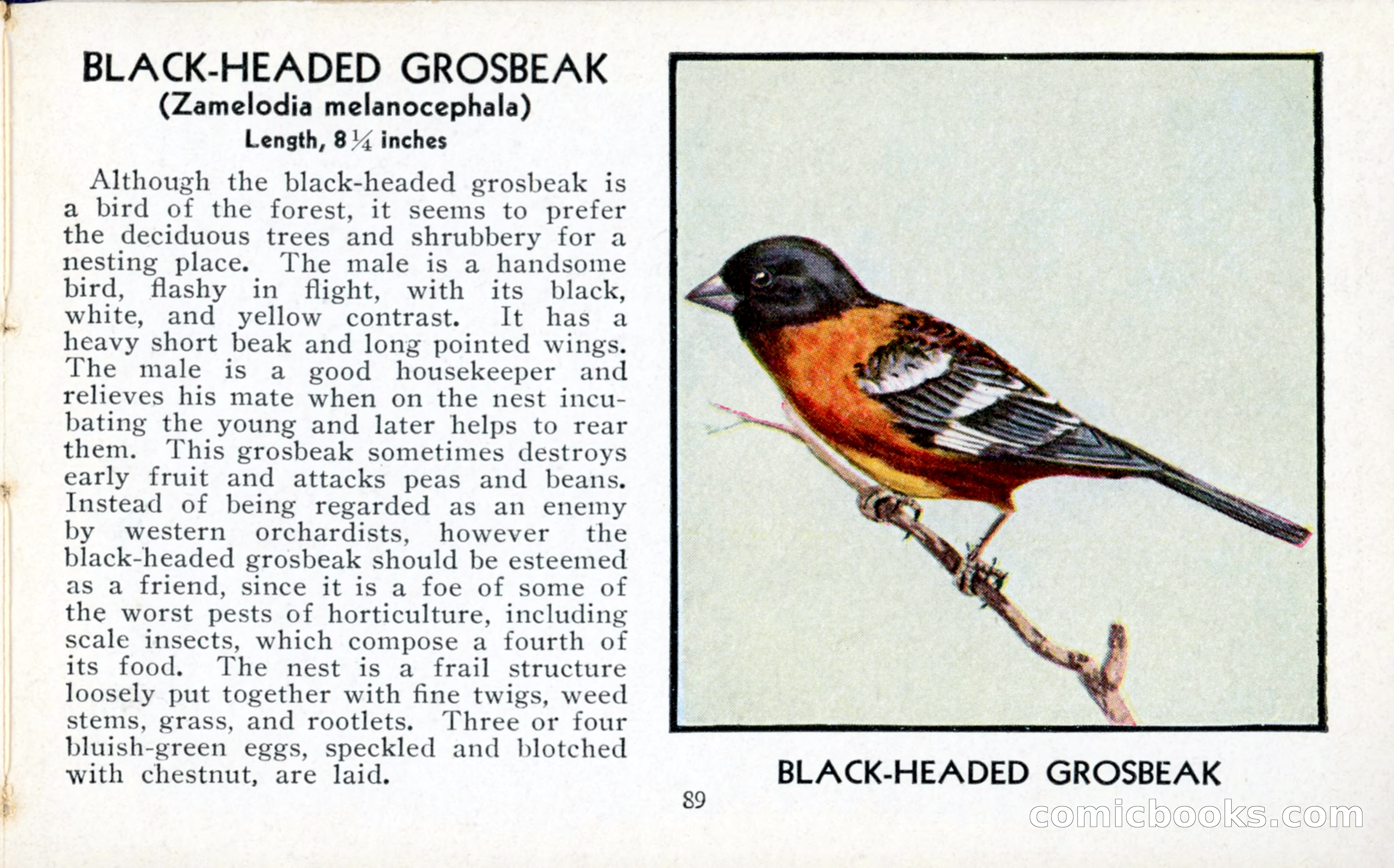 The Blue Book of Birds of America — page 90 of 98