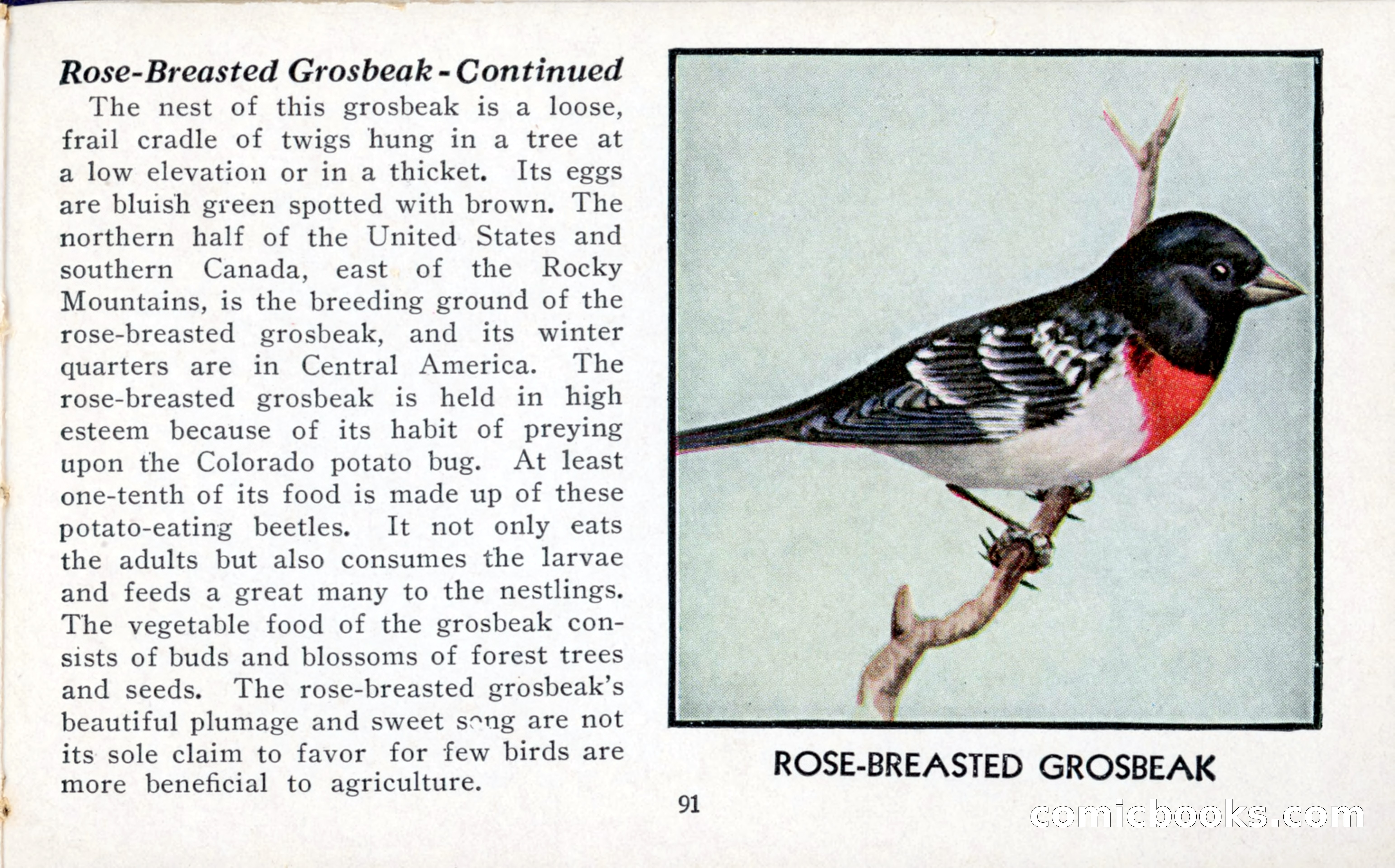 The Blue Book of Birds of America — page 92 of 98