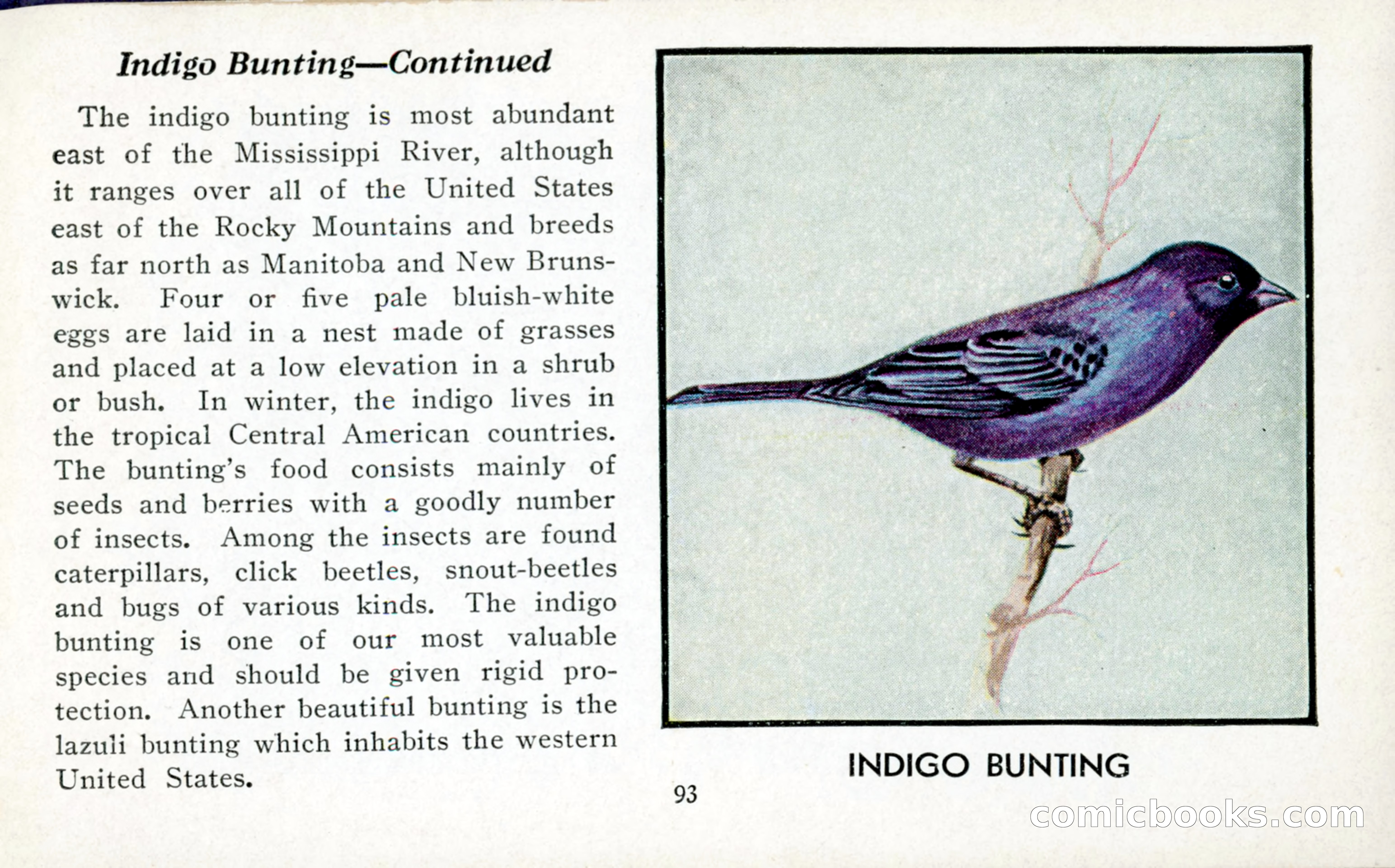 The Blue Book of Birds of America — page 94 of 98