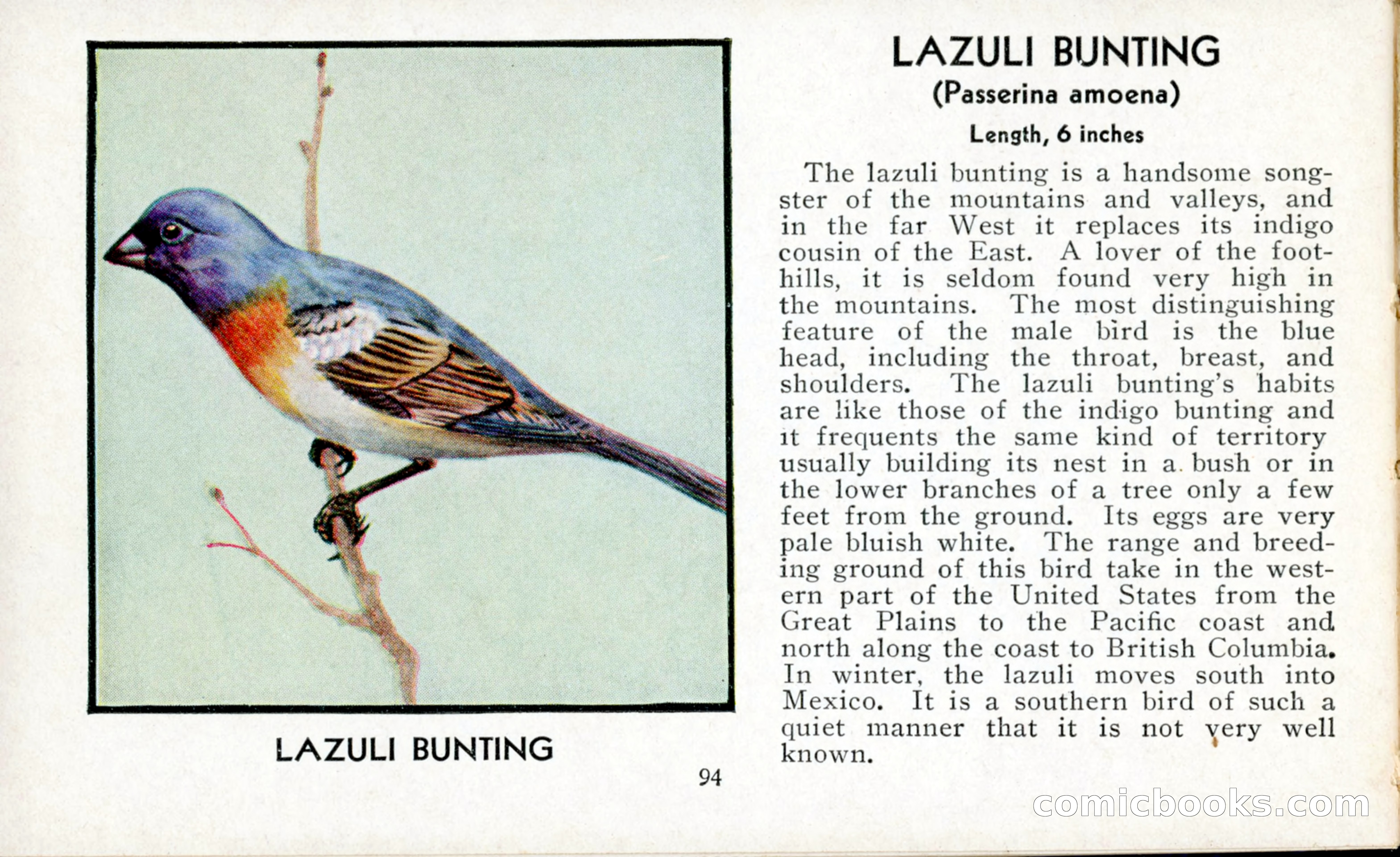 The Blue Book of Birds of America — page 95 of 98