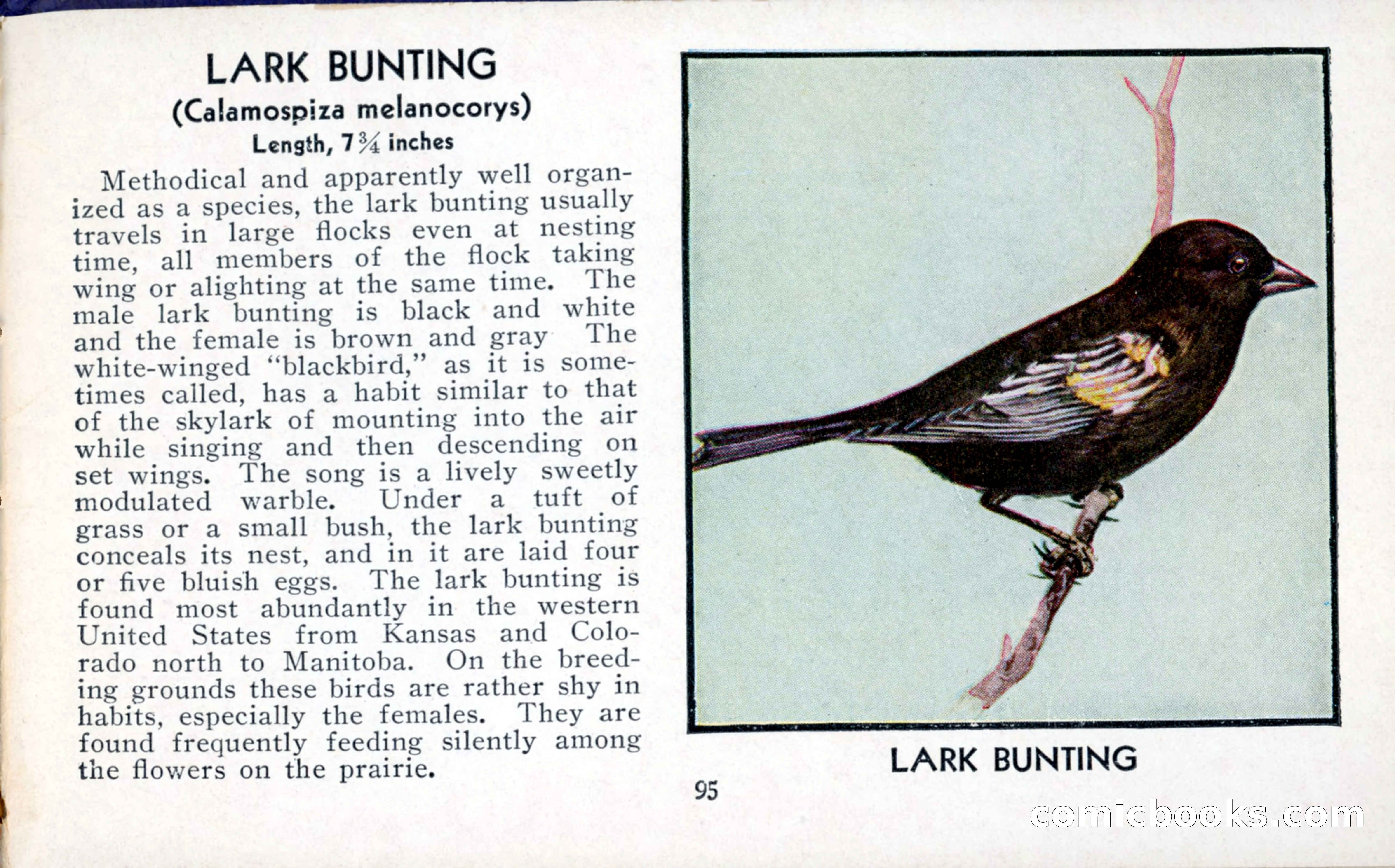 The Blue Book of Birds of America — page 96 of 98