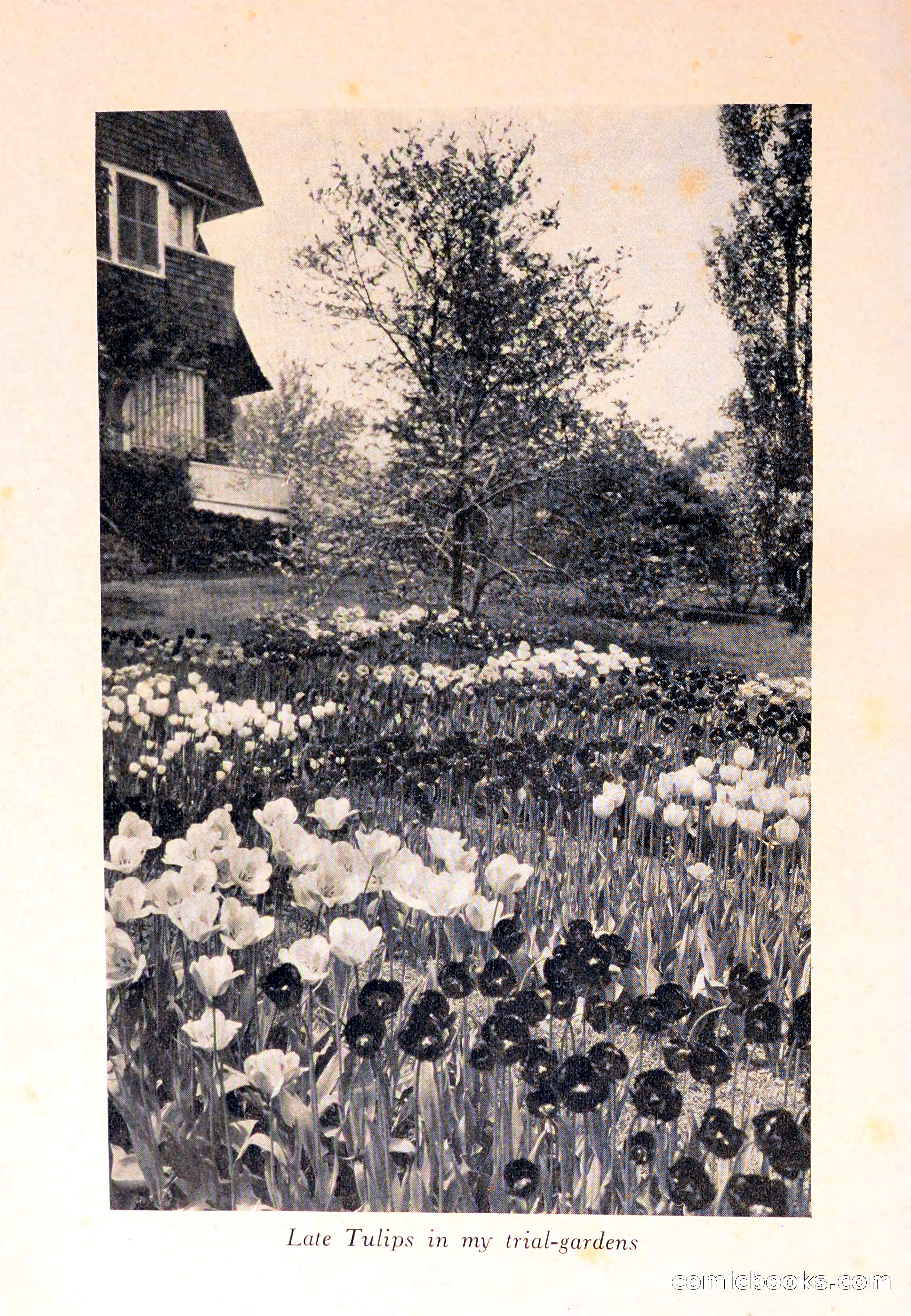 The Blue Book of Bulbs — page 4 of 110