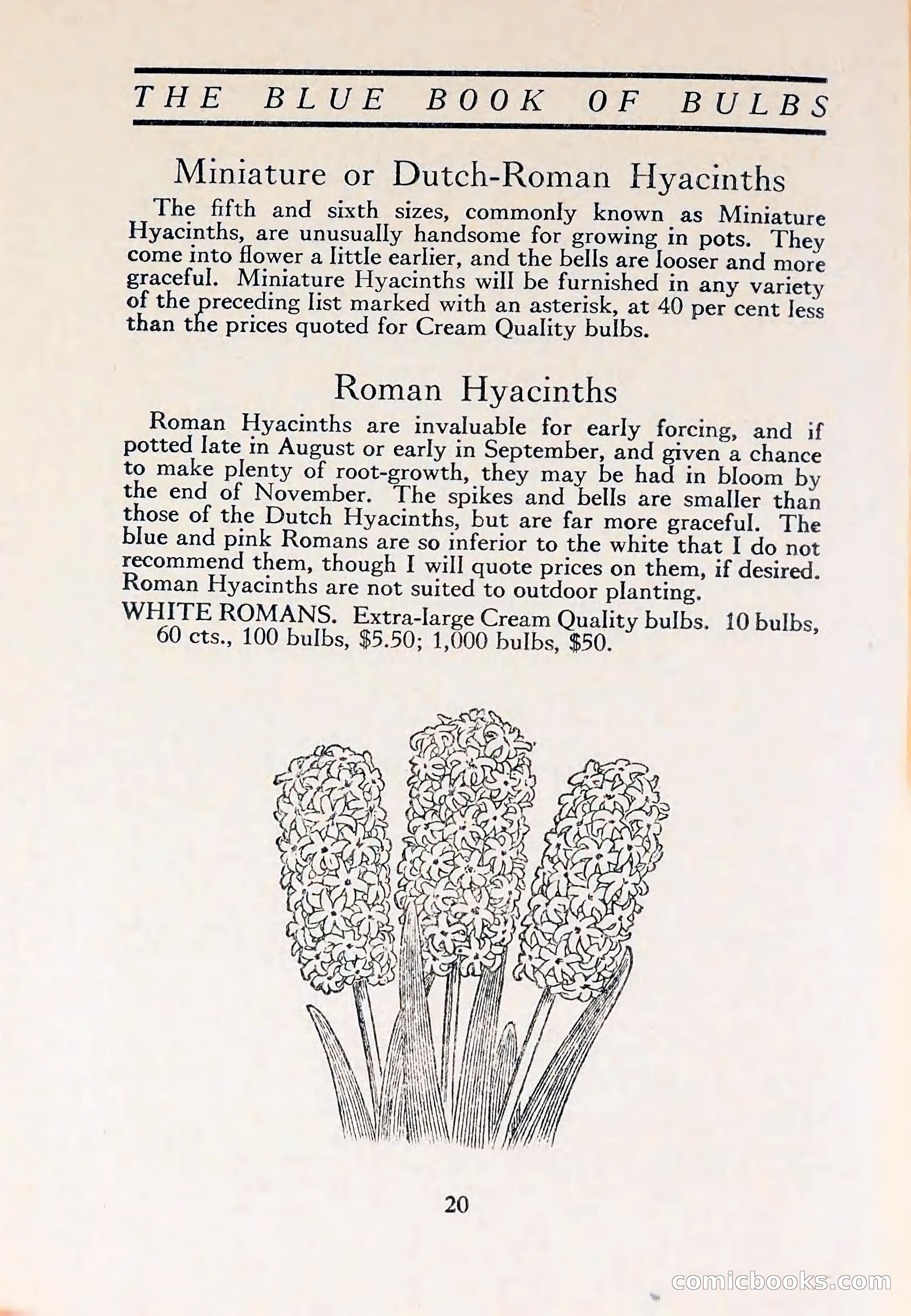 The Blue Book of Bulbs — page 24 of 110