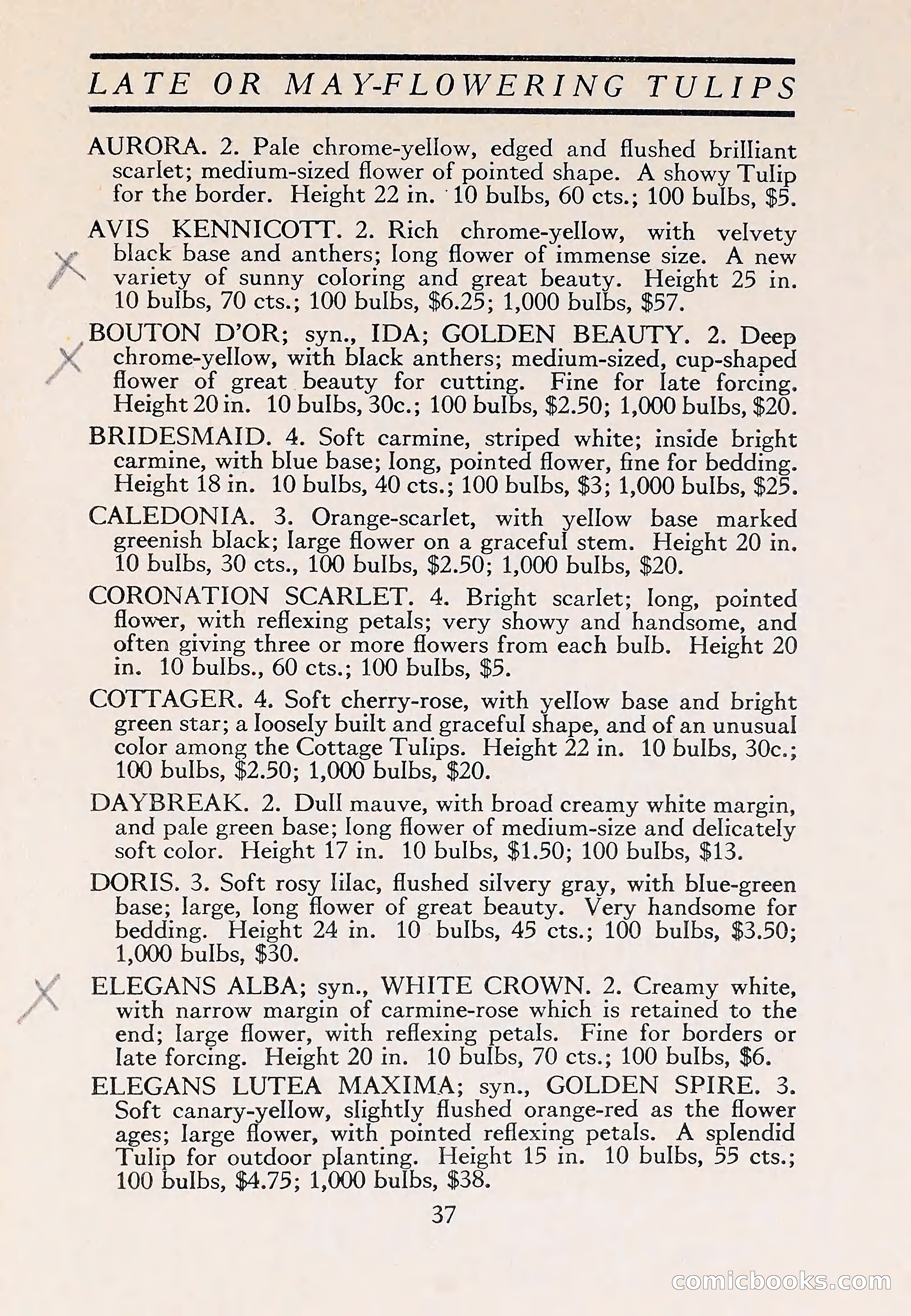 The Blue Book of Bulbs — page 41 of 110