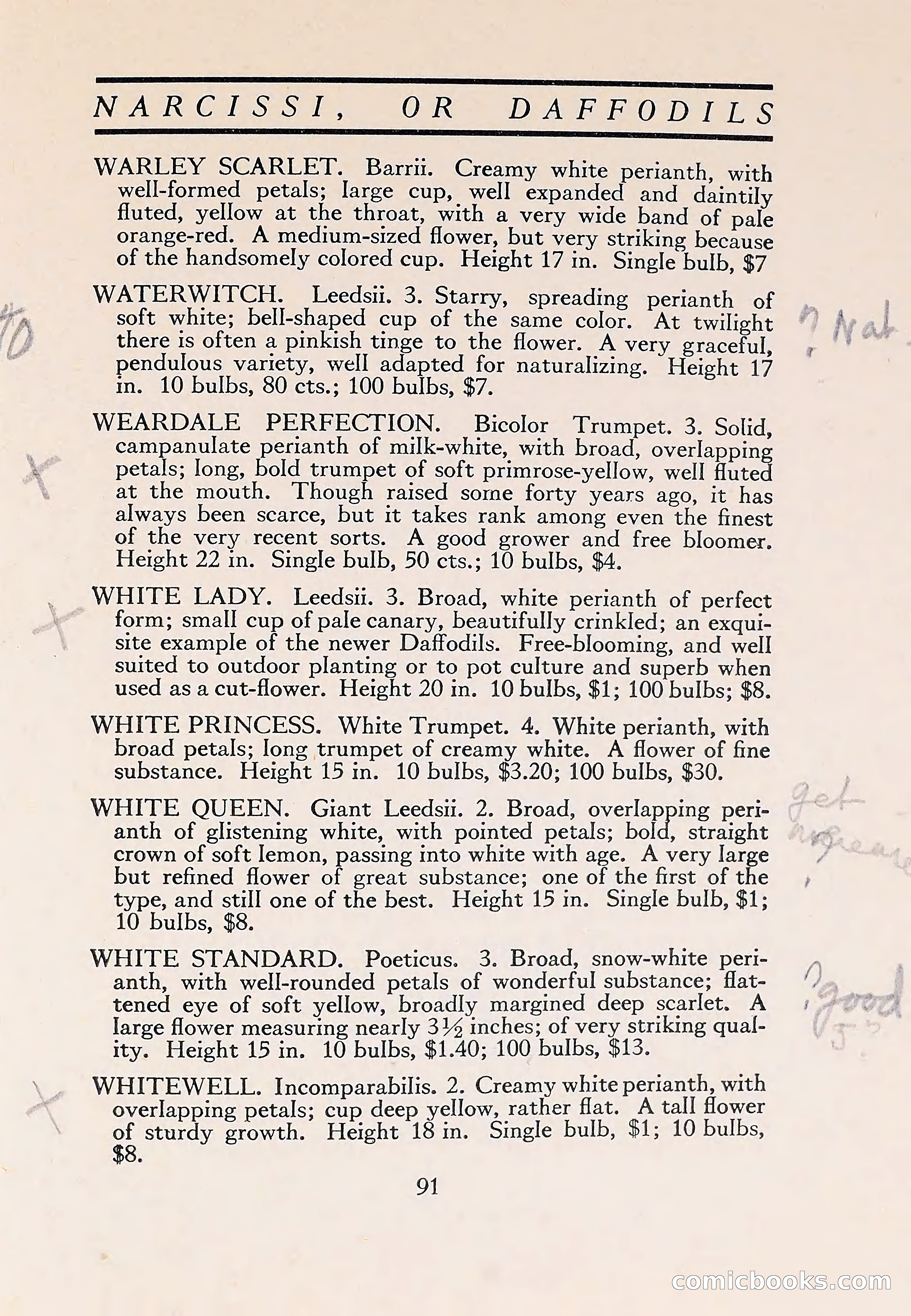 The Blue Book of Bulbs — page 95 of 110